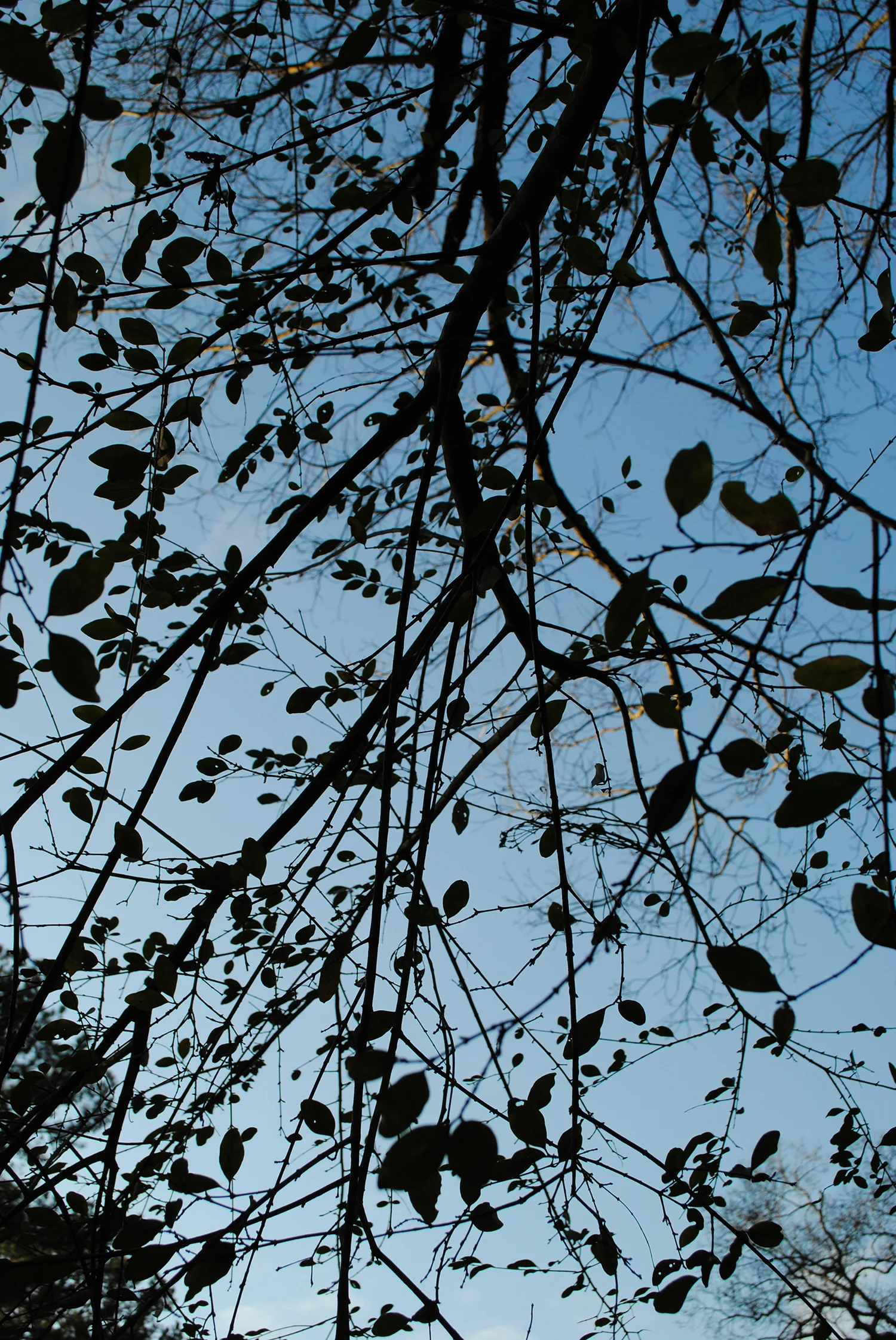 Sparse now, but once it leafs out in the spring, privet 