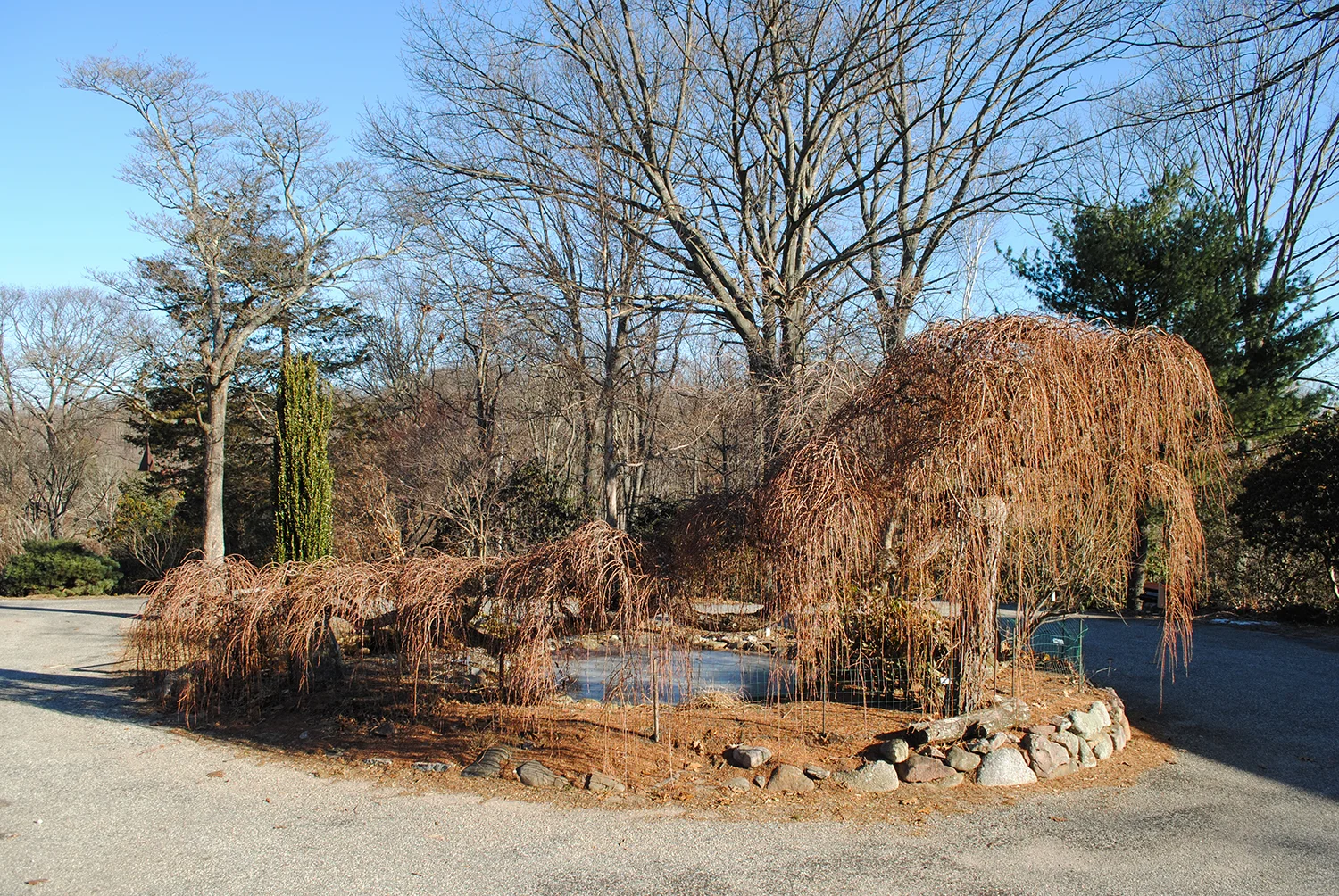 Larix, Larix, let down your hair, so that I may climb thy golden stair.