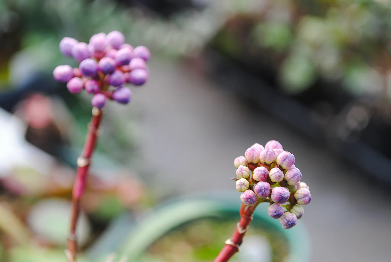 Nerds, anyone? The candy that is. The grape-colored buds on ×Didrangea tease a taste. 
