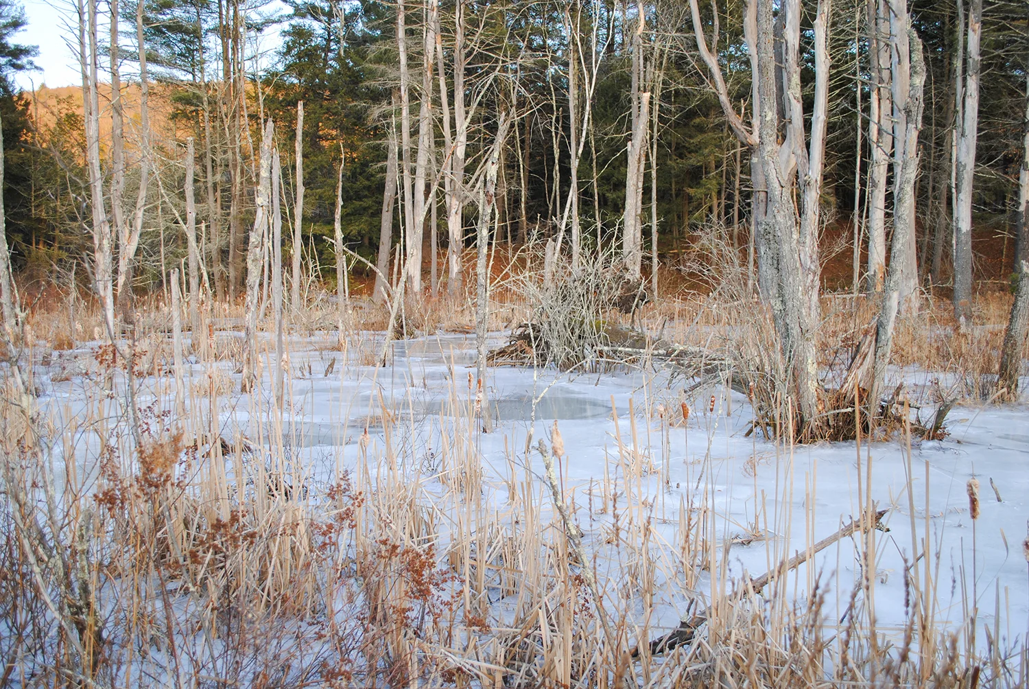 DSC_0415-LRPS.jpg