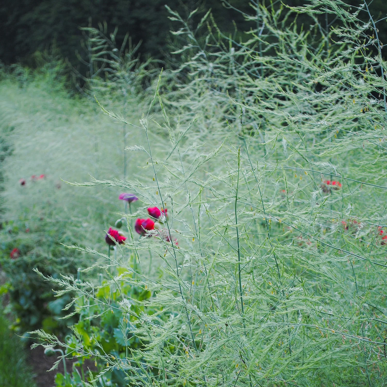 Stalwart Asparagus