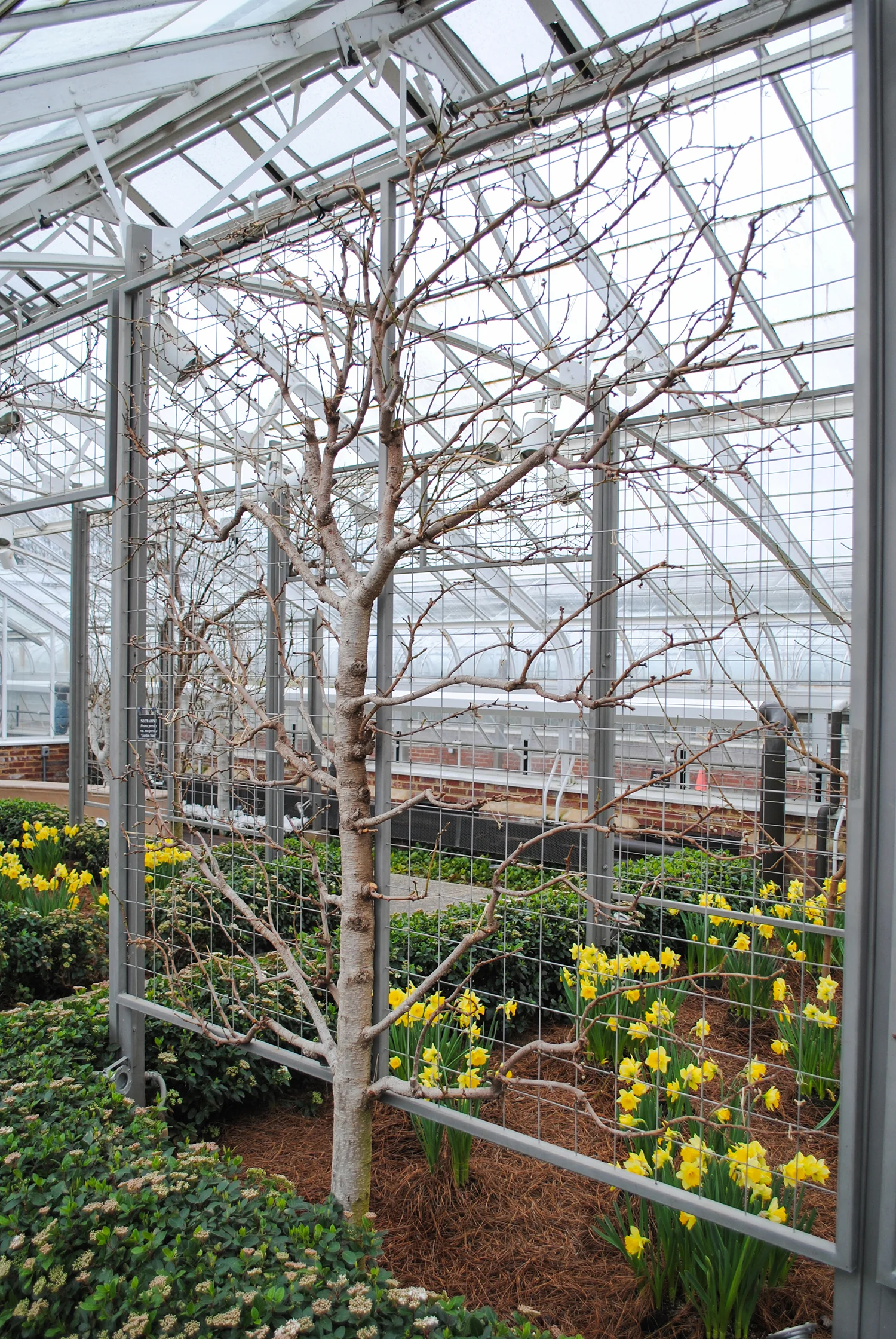 I liked how Longwood espaliered fruit trees on fencing material in one of the cool houses. Such an easy option for the homeowner, too. 