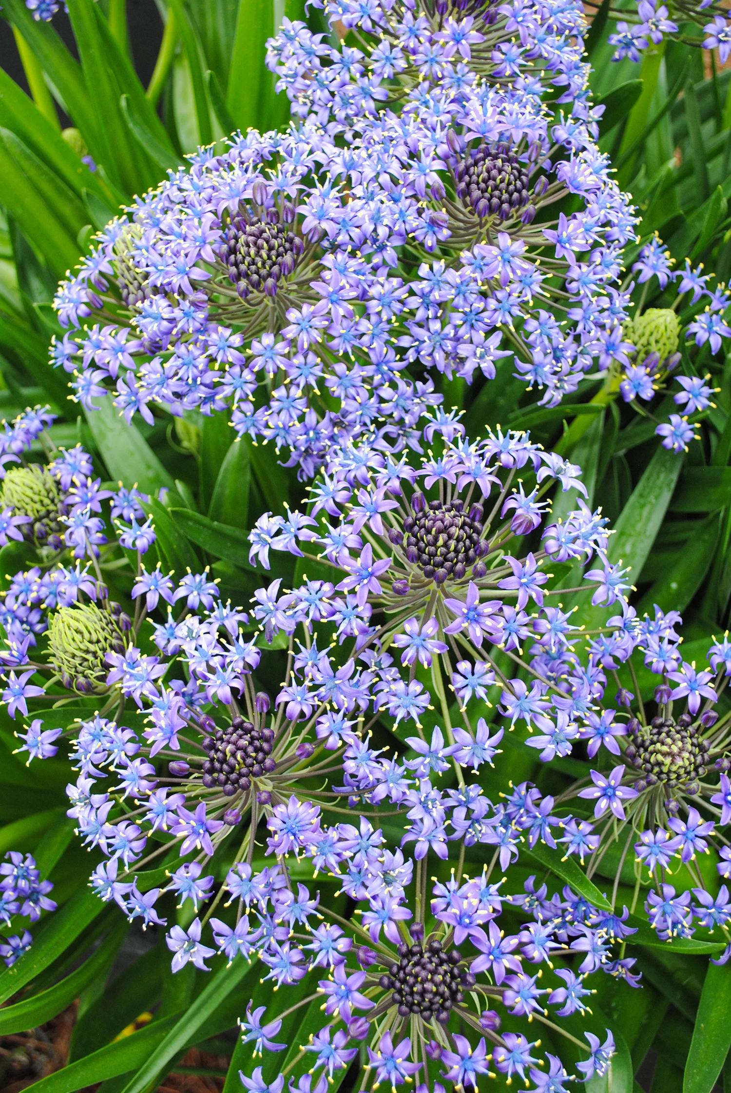 I encountered an old friend in a cooler part of the conservatory. I fell in love with the exploding flowers of Scilla peruviana years ago at the JC Raulston Arboretum. Fun fact, it is not from Peru but from Africa. Linnaeus named it so because the specimen had a note about "Peru" on it. That was the name of the ship carrying the cargo. 