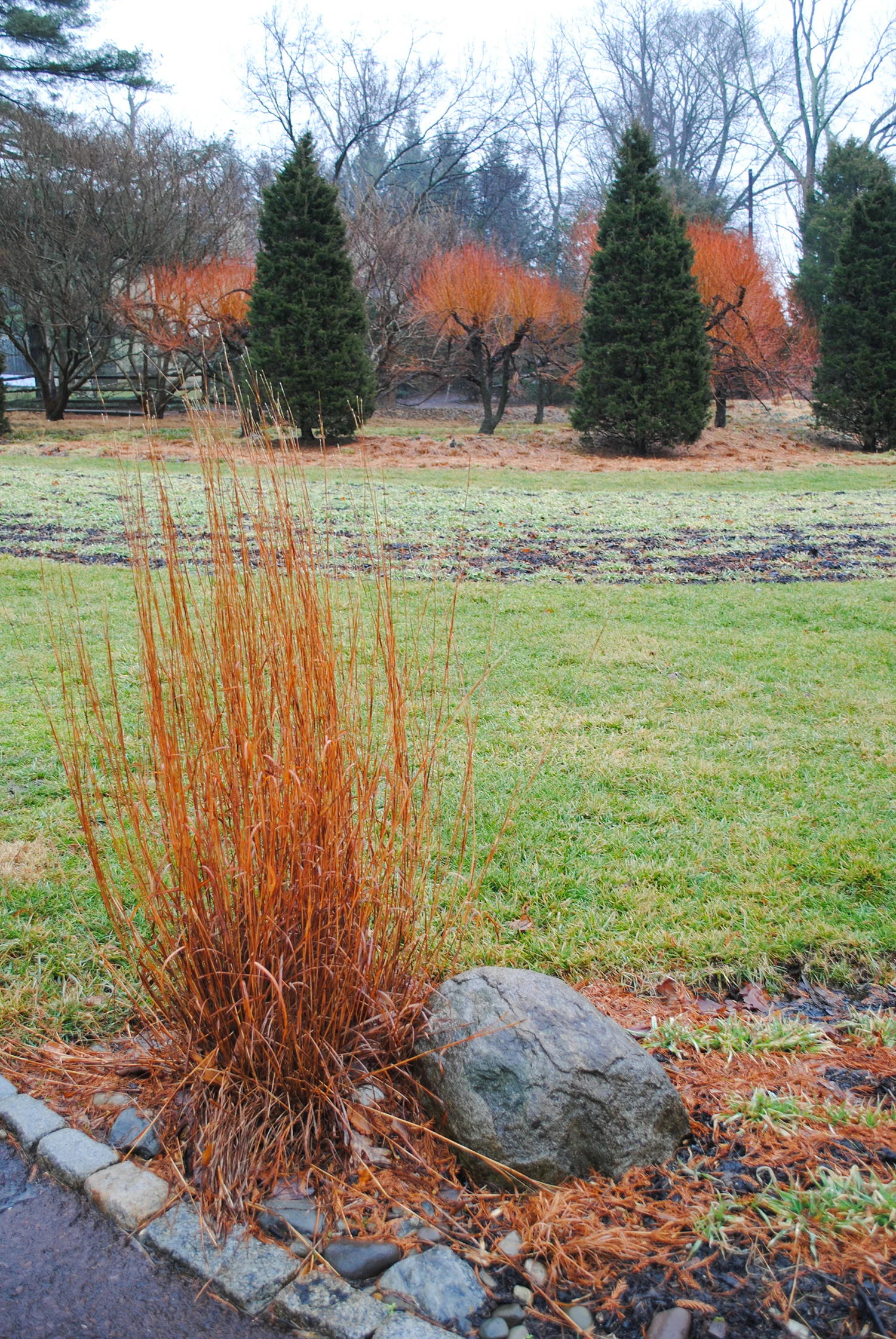 A lone Schizachryium echoes the color of the blazing branches of Salix alba 'Britzensis' in the background. 