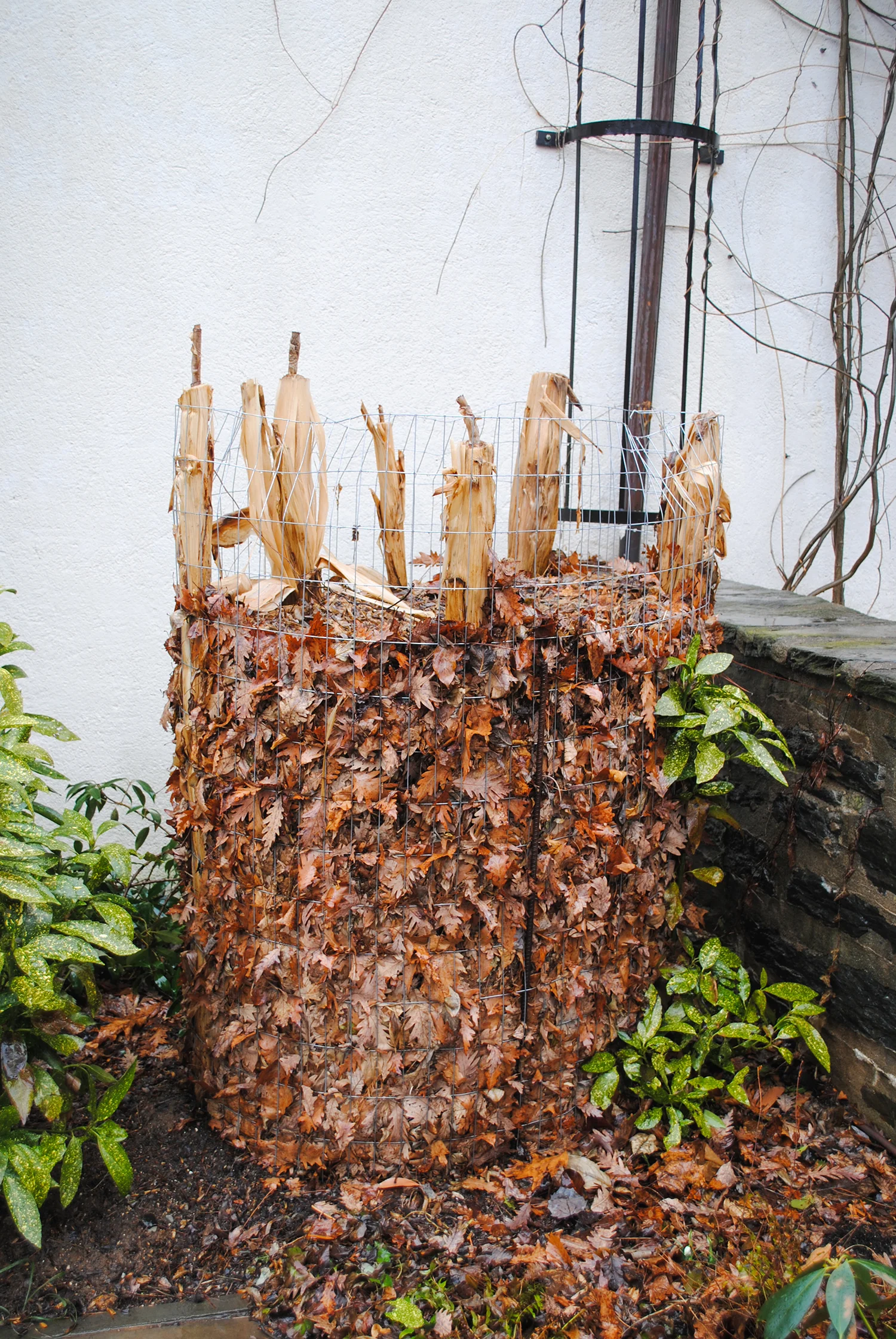 And, here caged leaves insulate a tender banana near the tea cup garden.
