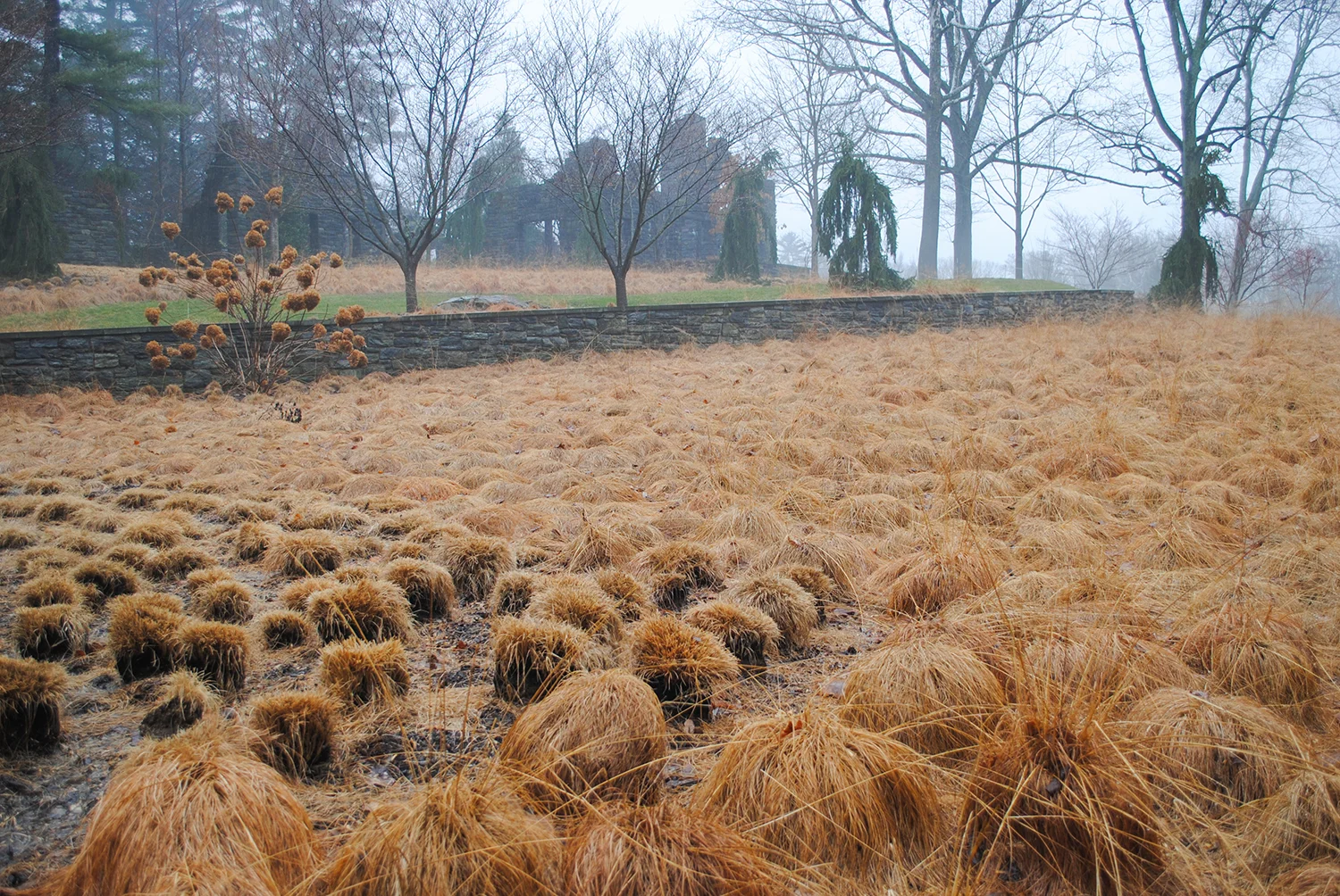 It appeared that one part of the Sporobolus prairie had a test burn. With the foliage removed, you can really appreciate the cespitose nature of the grass. 