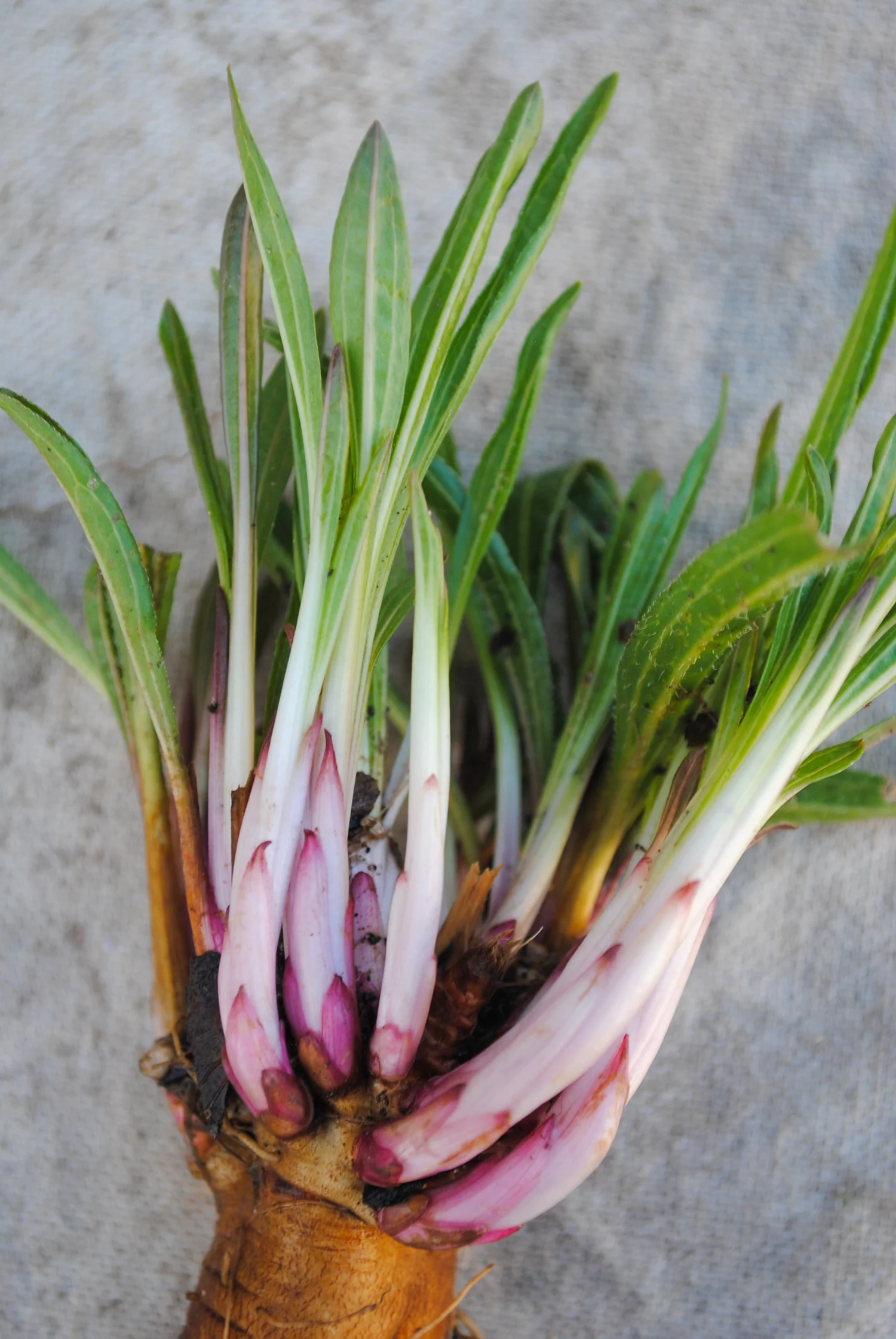 A close up of the crown of Echinacea tennesseensis . The pink tinge in the lower wrapper leaves are hints of colors yet to come. 