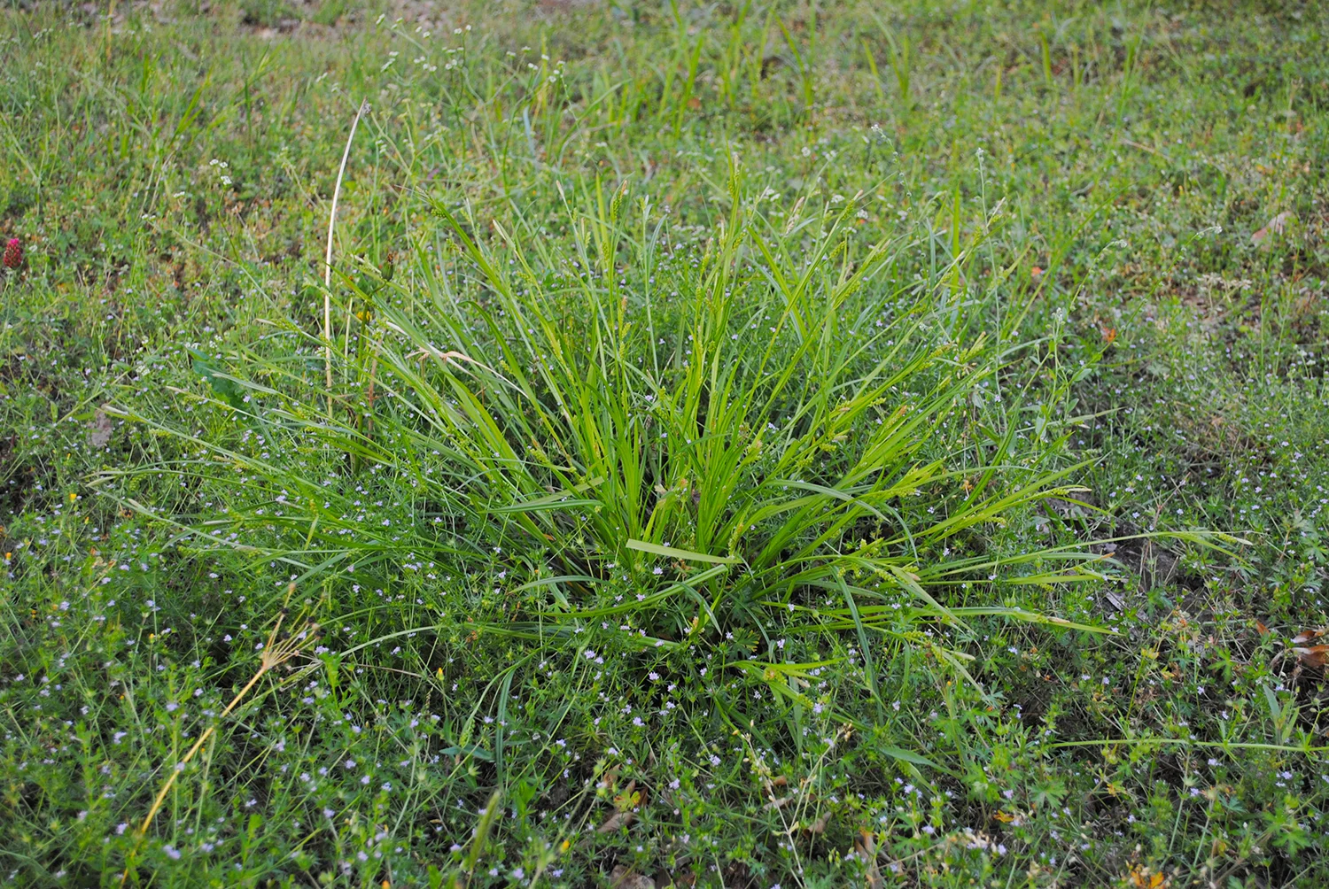 Carex glaucodea / flaccosperma in a wooly part of our yard. 