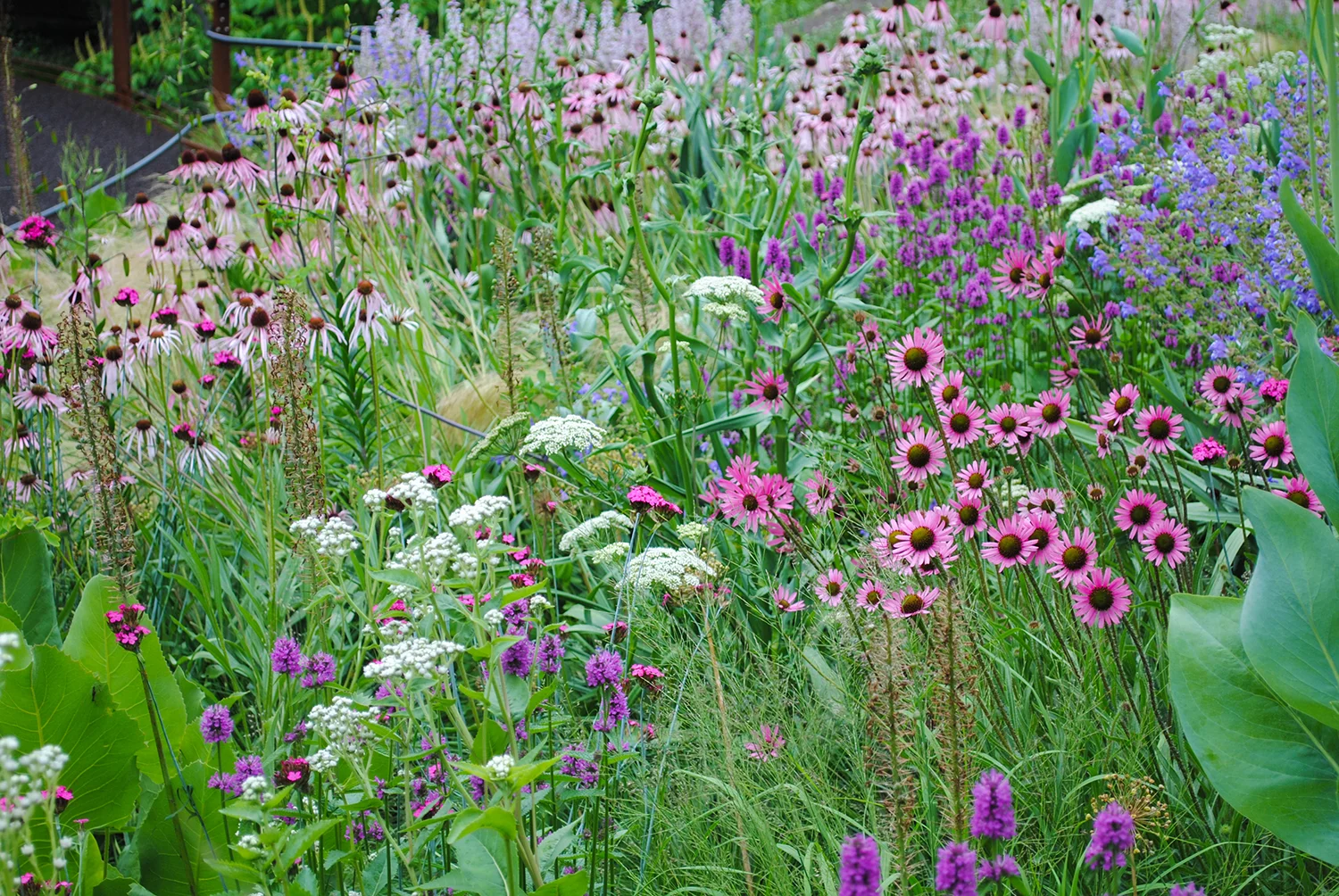 Can you spy the east-facing Echinacea tennesseensis 'Rocky Top' in this incredible planting at Chanticleer's elevated walkway? Hint, it's on the right. Compare these blooms where the ray florets curve upward with the typical Echinacea at the back left of the image whose outer rays droop. 