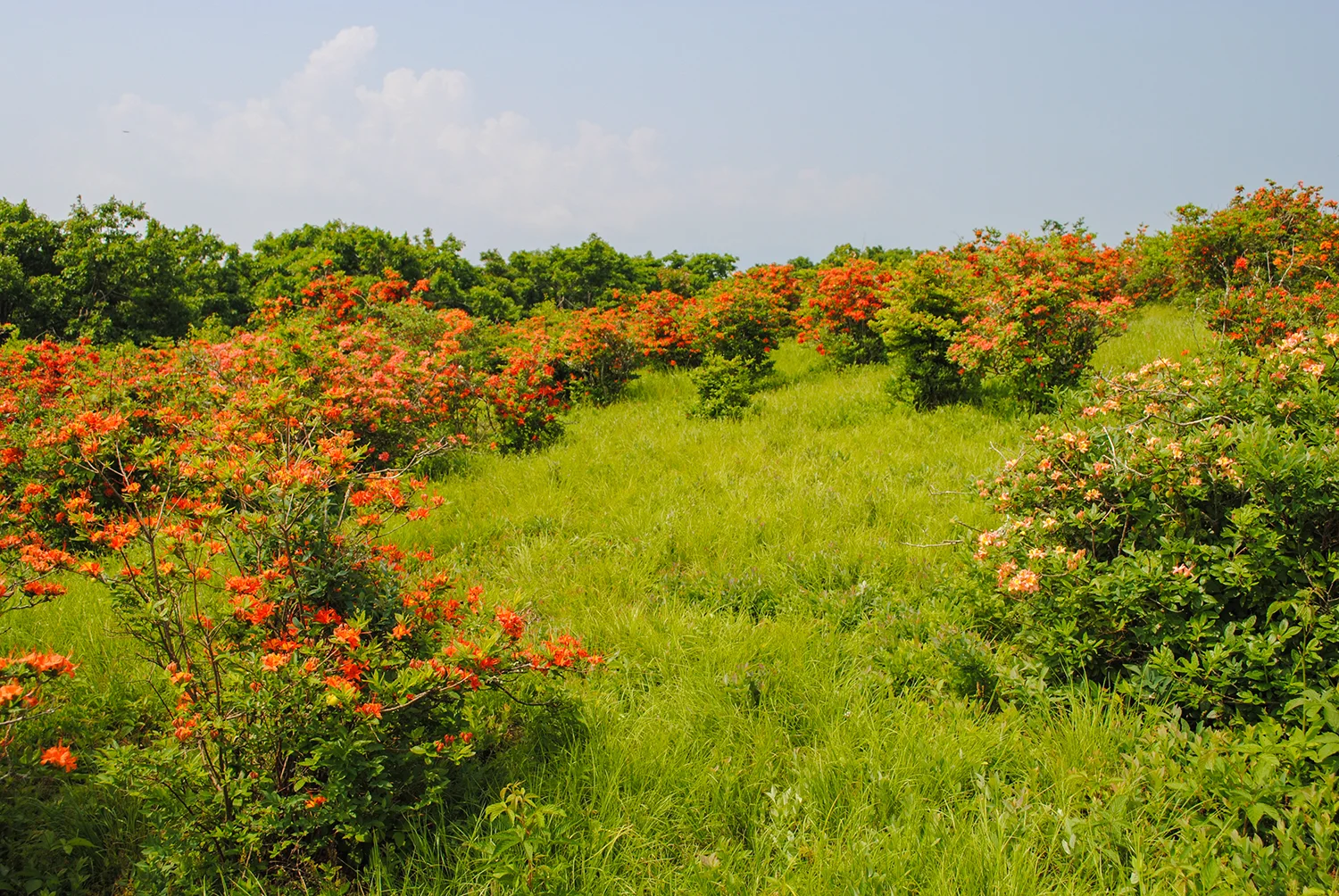 The azaleas on Gregory Bald are breathtaking to witness in full bloom. 