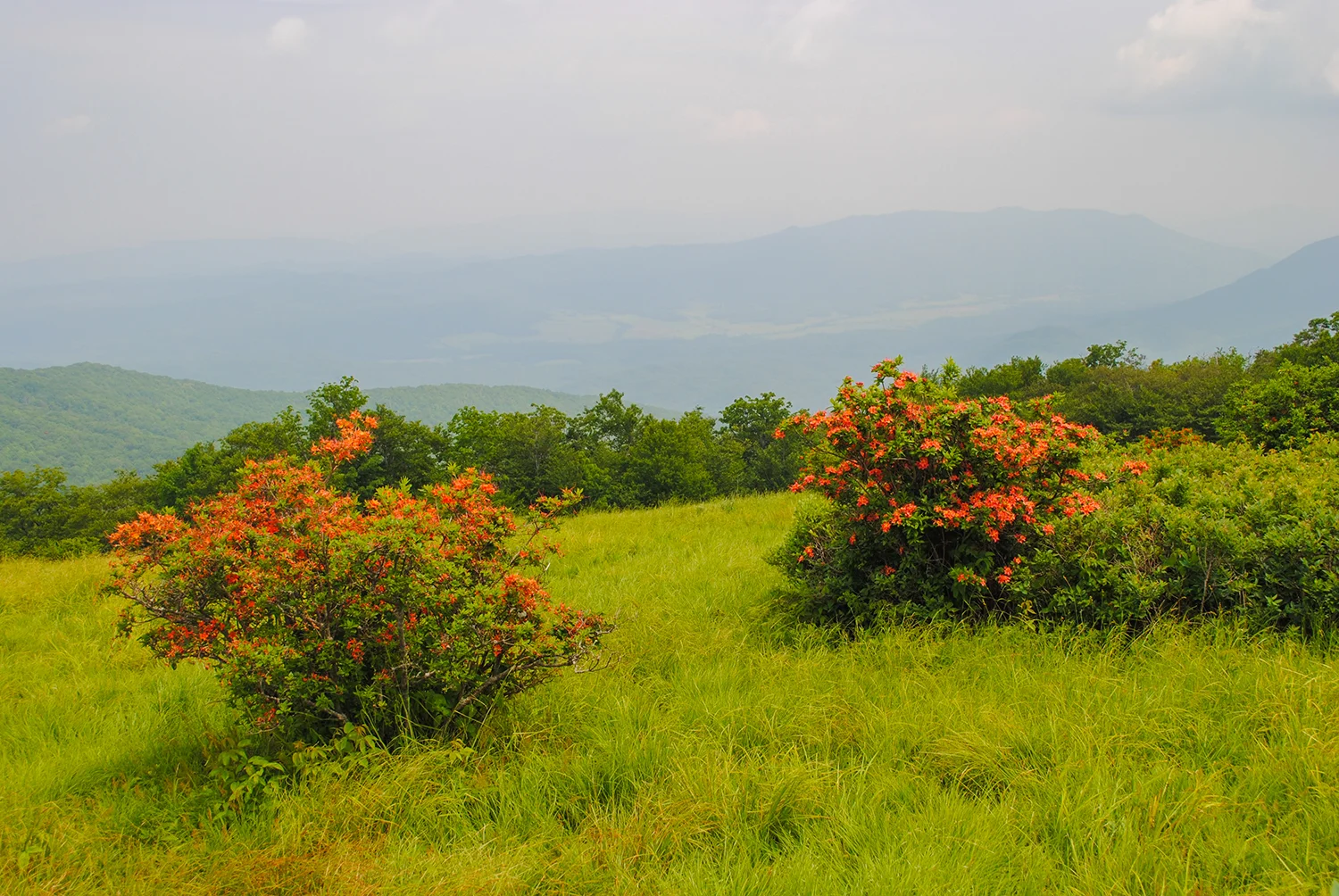The light green in the valley below is Cades Cove. 