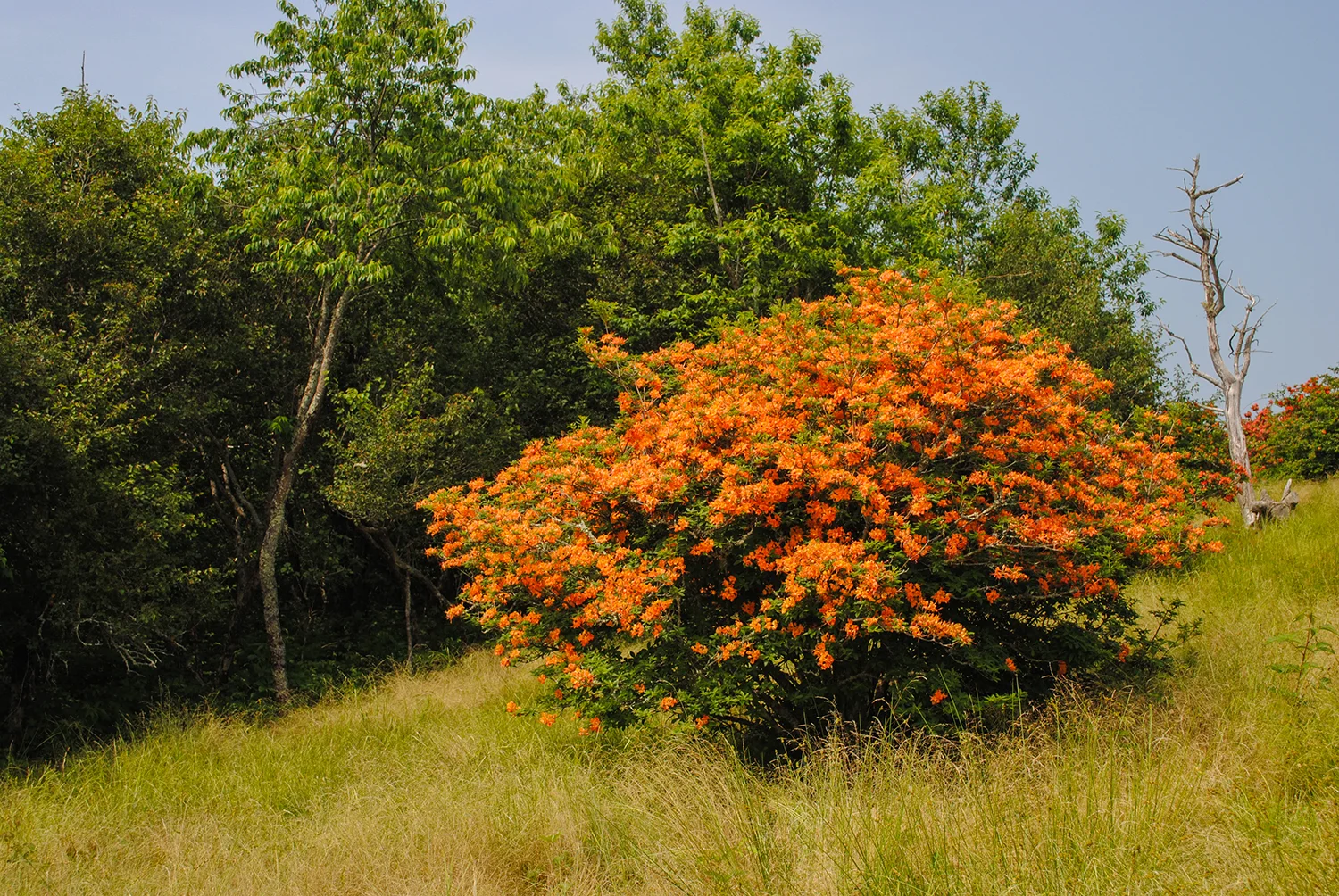 Another loner. Notice how the softer orange petal color echoed the tan of the surrounding grass panicles.