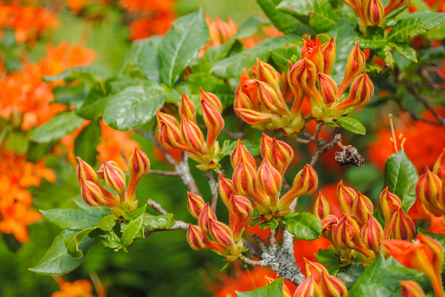 One plant I found had buds still unopened, and getting up close made me weak in the knees. They look so cool, like little flames licking the sky and waiting to burst into full-flowering conflagration. 