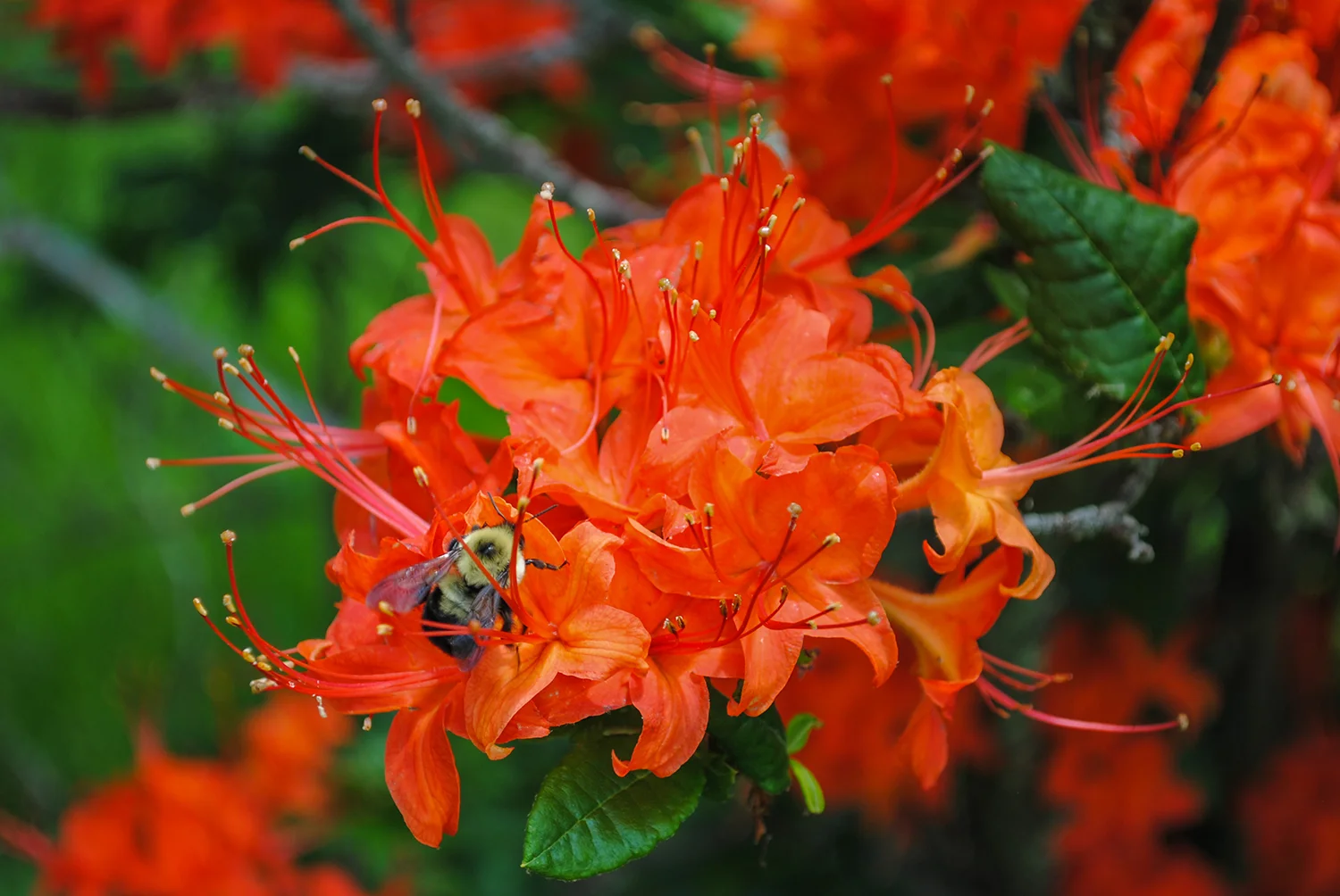 Pollinators were working these shrubs left and right. 