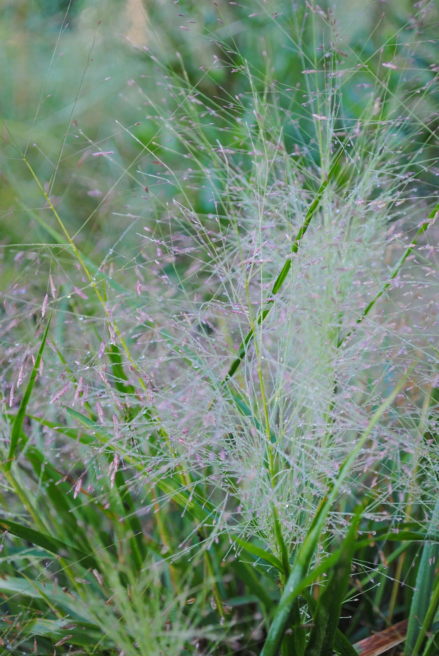 The typical rosy-colored flowers of Eragrostis spectabilis . 