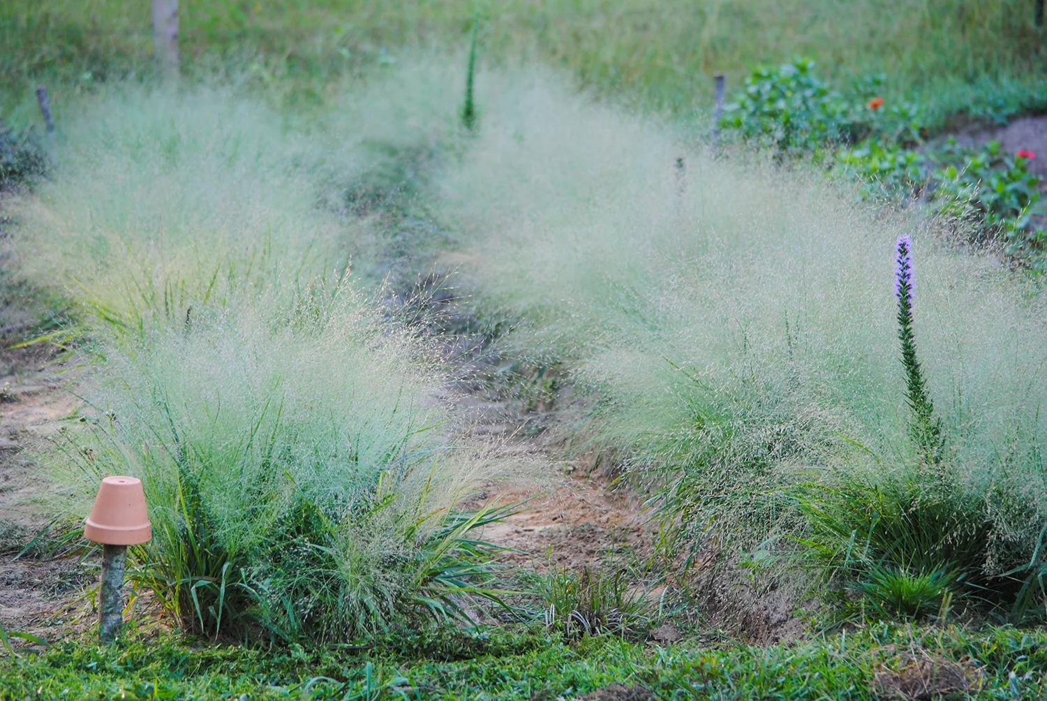 En masse this Eragrostis is spectacular, especially when covered with morning dew. Here, it is planted along the swale that runs through our edible patch. Next year, I expect more perennials to be established and piercing the floriferous fog. 