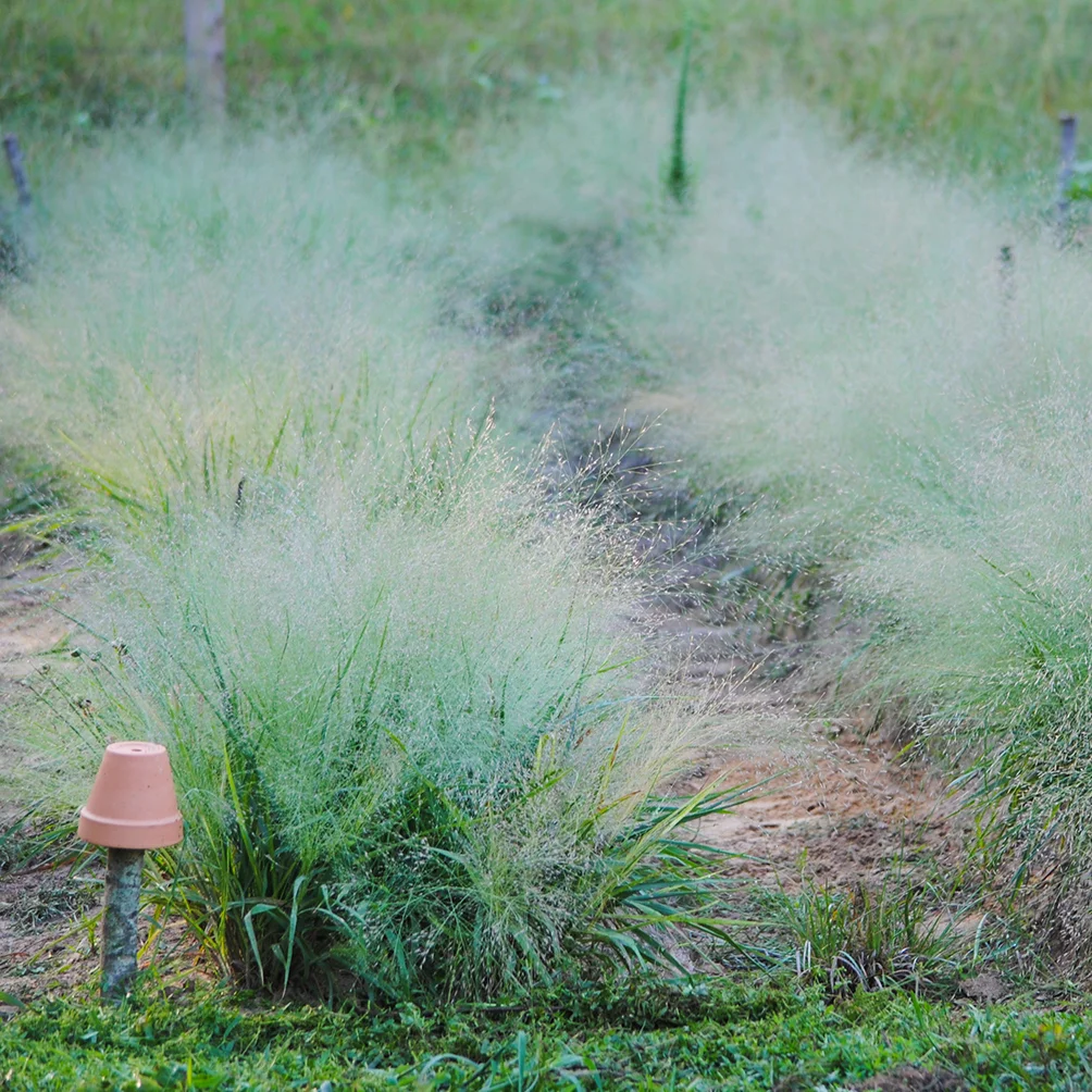 Eragrostis, a Grass I Love