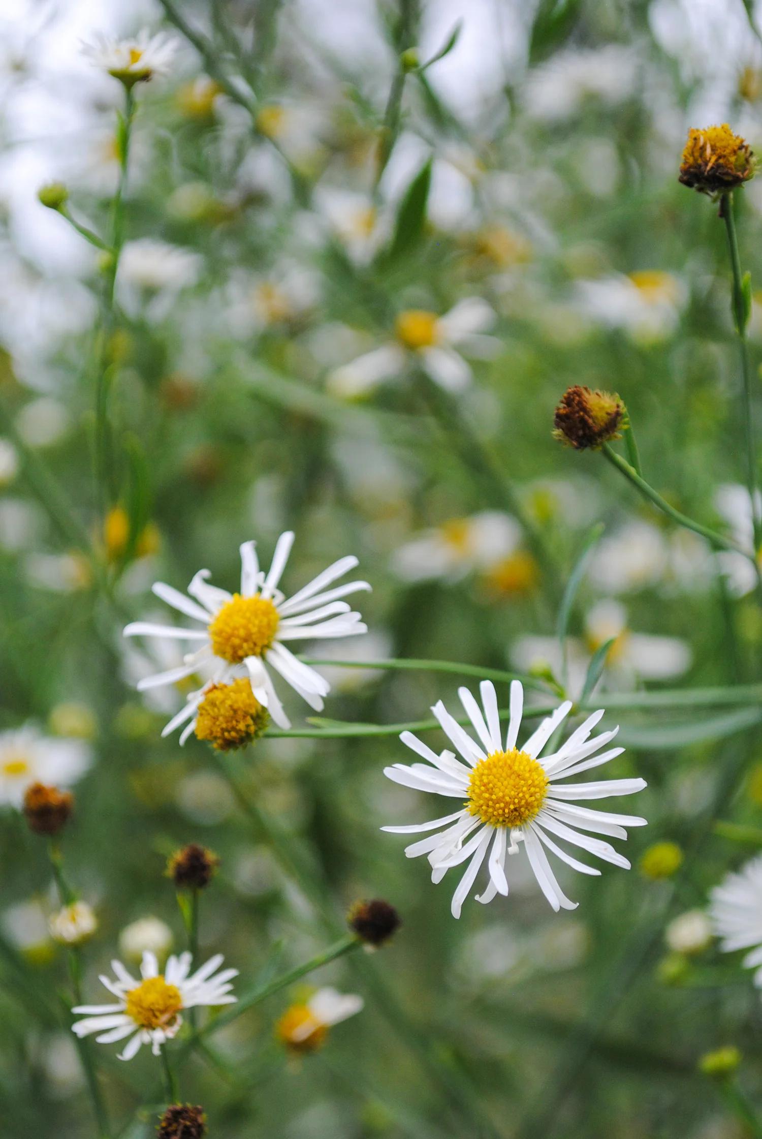 Close up of Boltonia asteroides flowers. Once they begin to fade, the ray florets rain down and cover the ground like little white sprinkles. Or, your arm if you brush past the plant.
