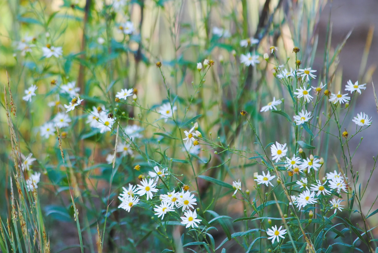 Boltonia diffusa settles into its new home in our garden. Blooming at just over a foot tall, I see it making a great companion plant to weave through accent grasses and taller forbs.