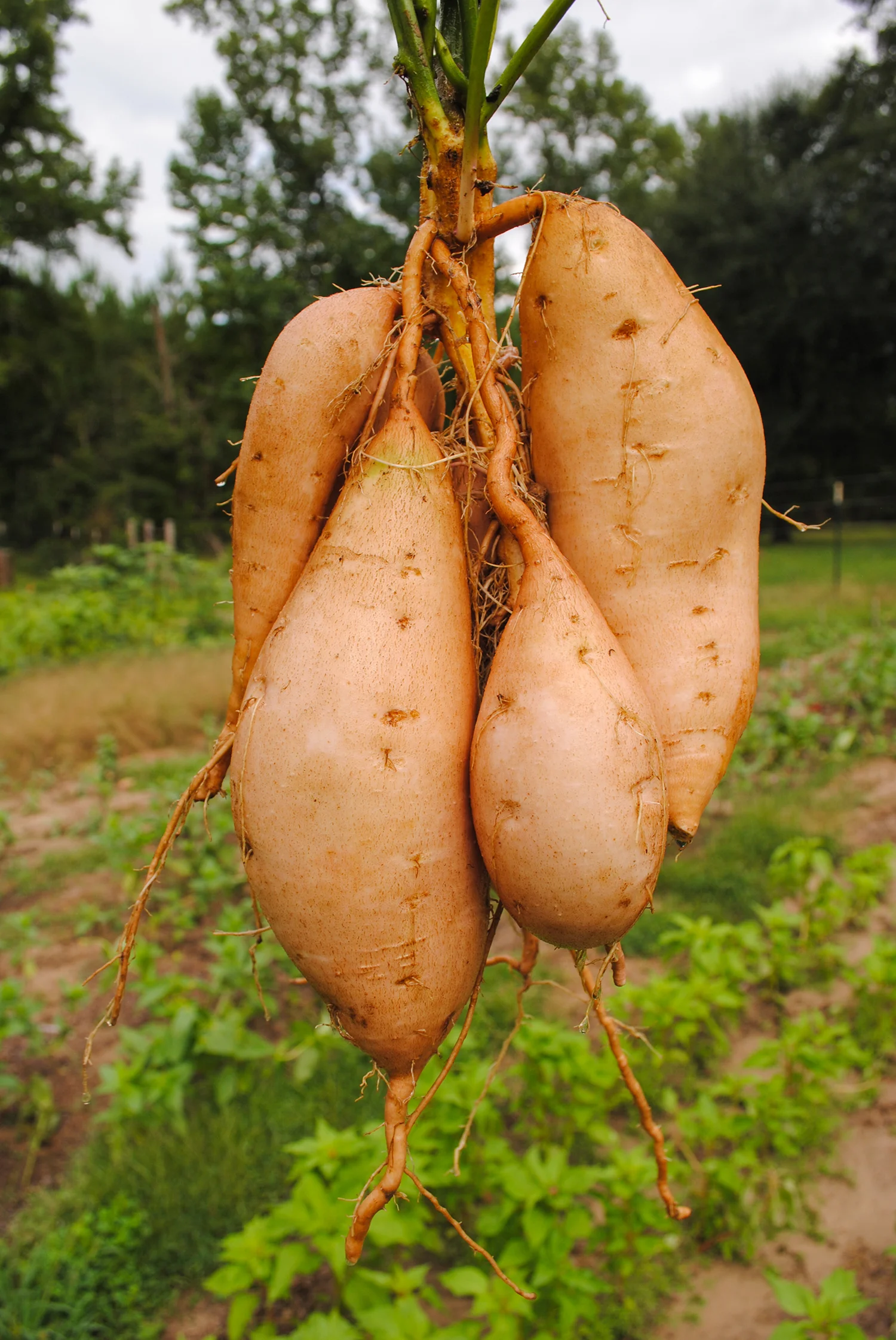 The swollen roots of ‘O’Henry’ sweet potato. Getting them out all still attached to the plant is an art in produce transportation.