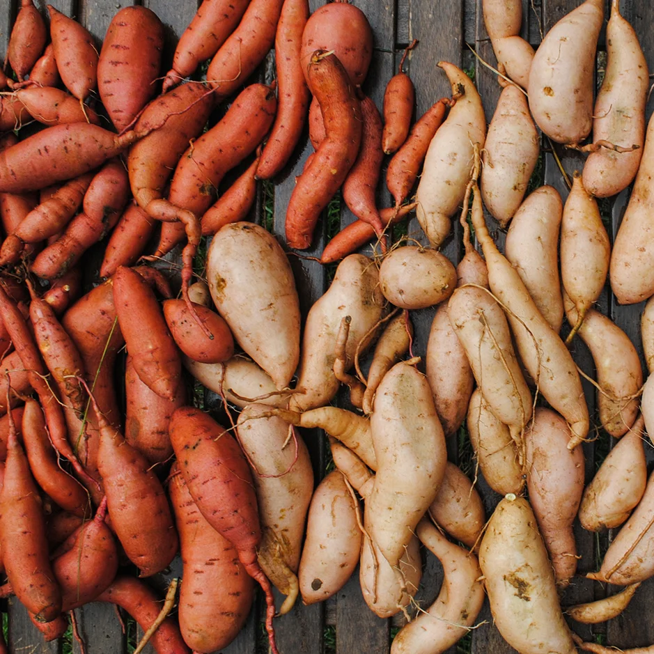 A Sweet Harvest
