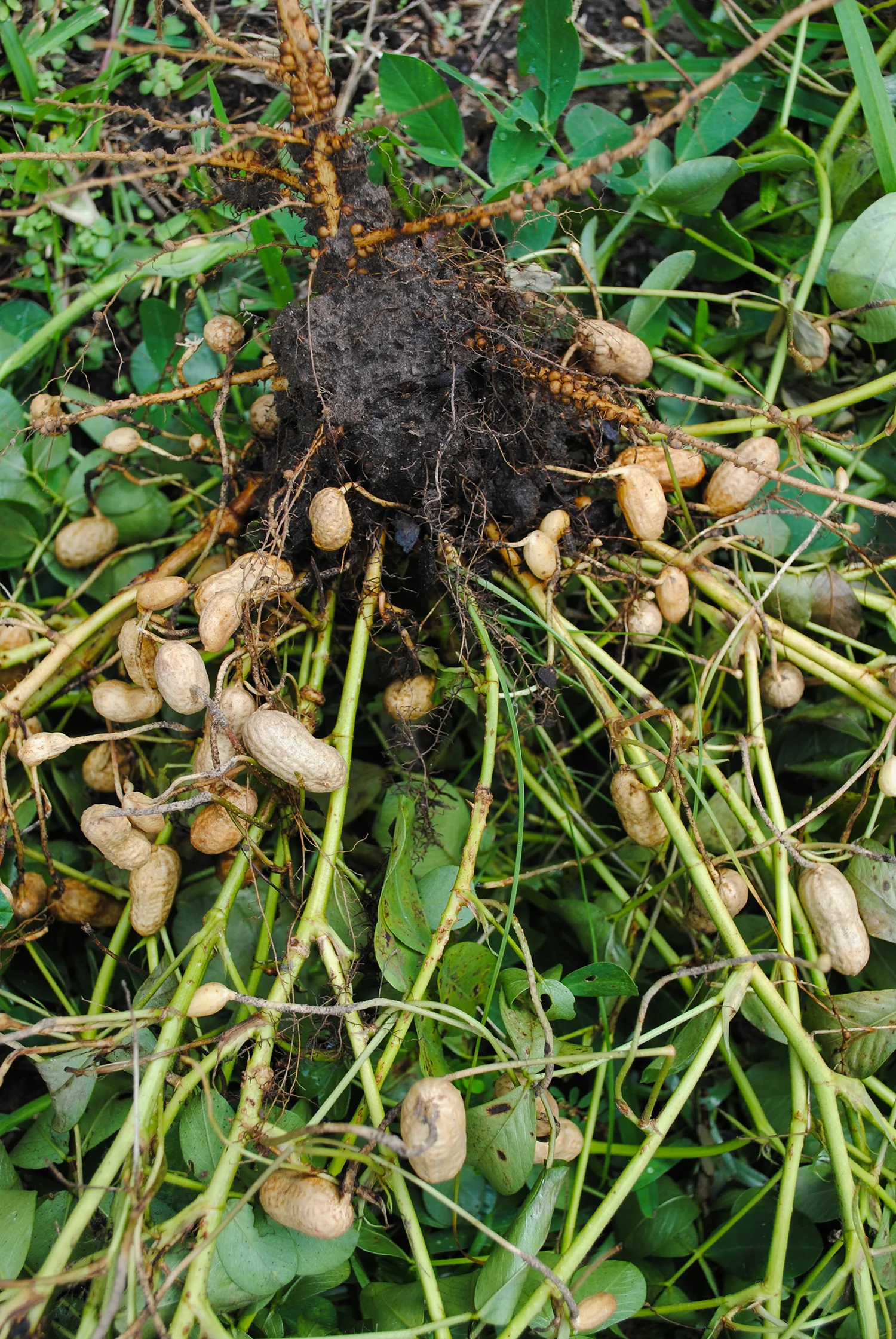 Peanuts galore.