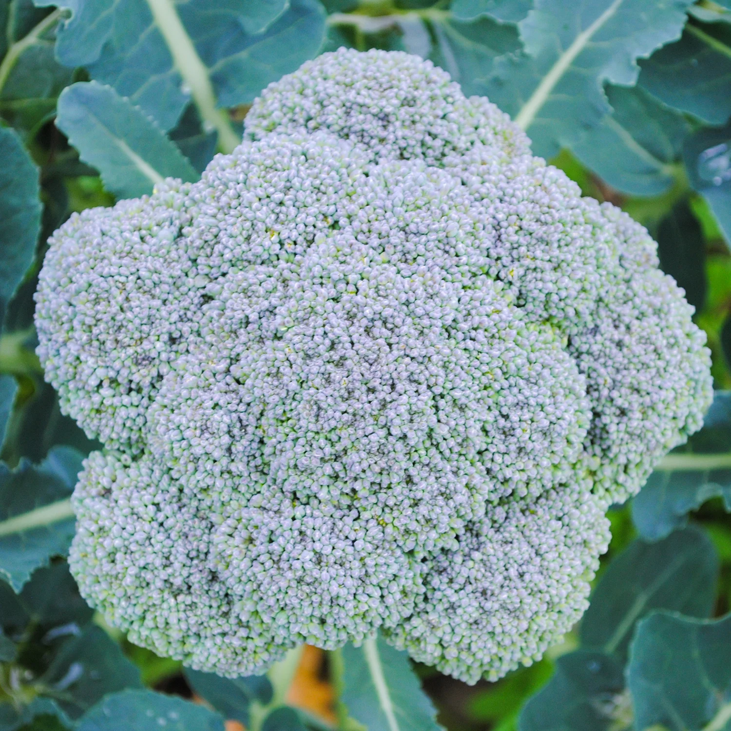 The buds of ‘Dura-Pak 16’ are quite tight.