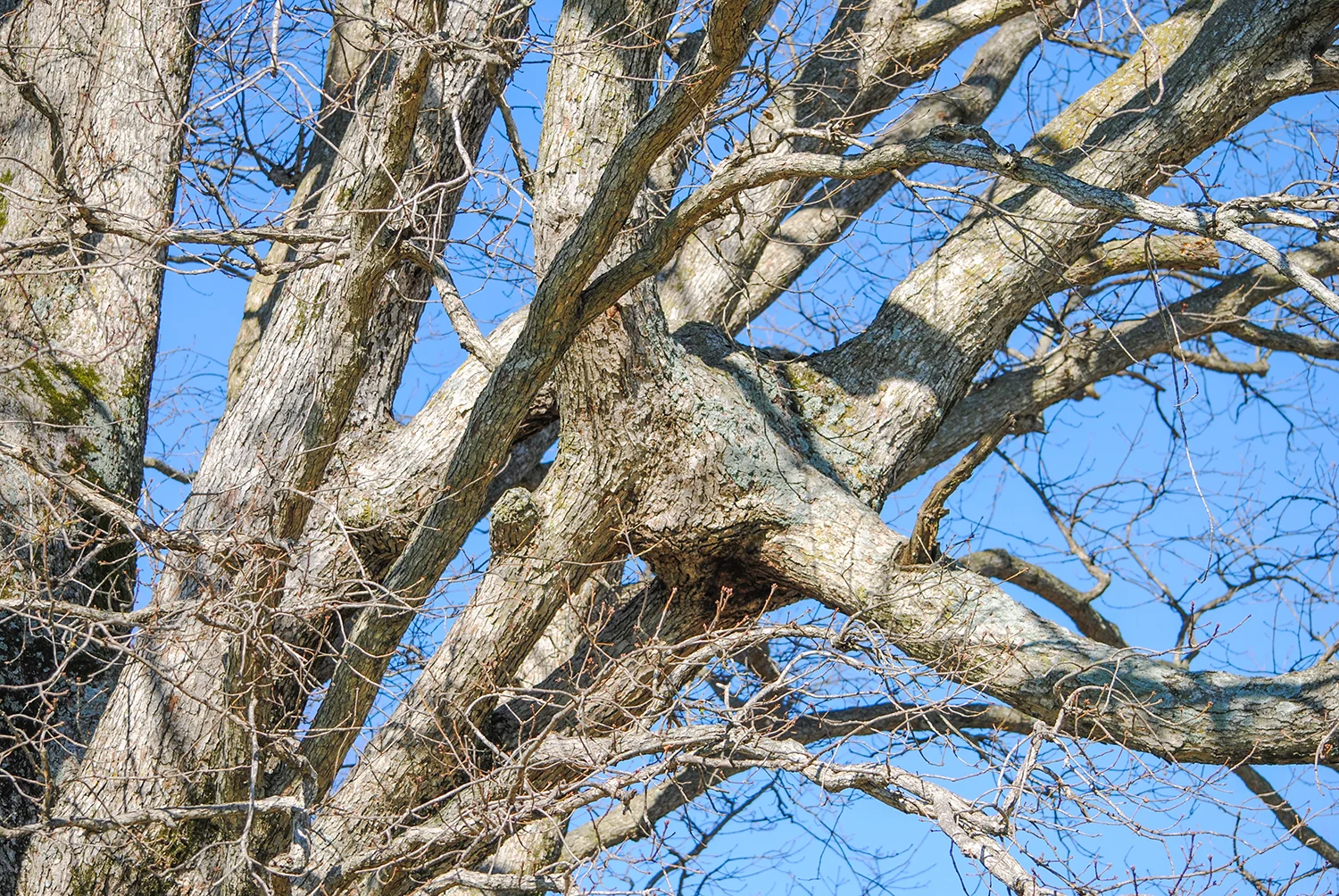 Here’s a side shot. You can see a branch behind curve up and down to merge with the other two branches.