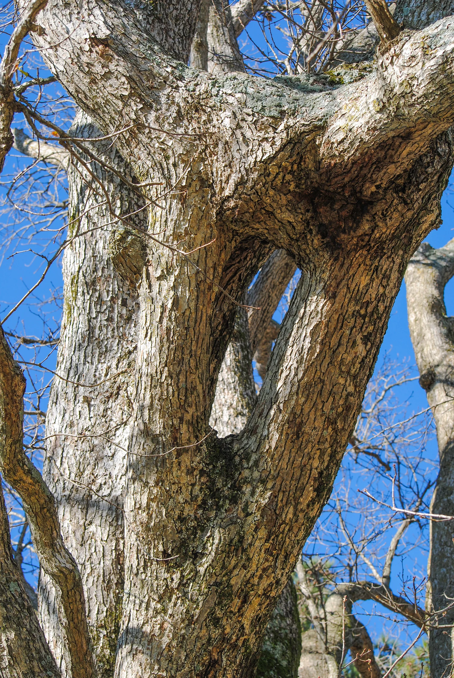 Thread this needle. On the back side of the tree is this natural graft where three branches have become one.