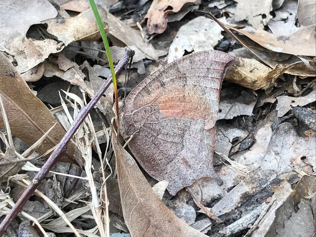 Amazing, eh?! Look at how the Goatweed Leafwing looks just like the oak leaves around it. Its pinnate and reticulate venation pattern game is strong.