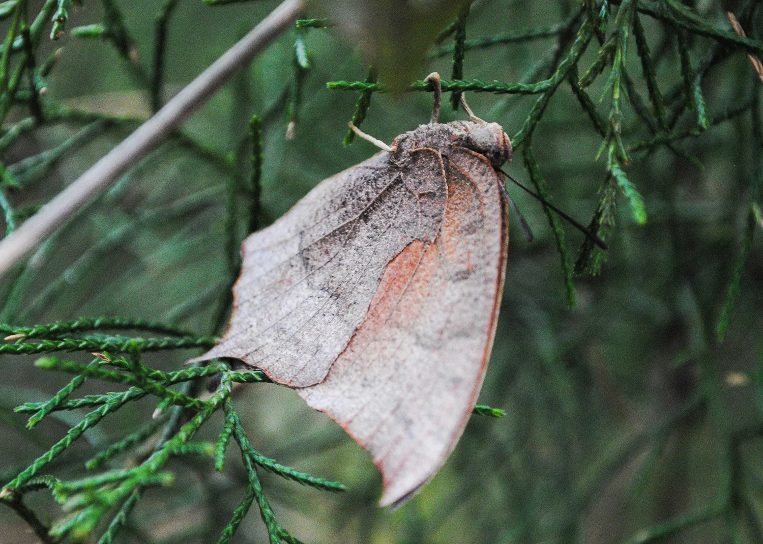 Eventually, it landed in an eastern red cedar. And, I leaned over a barbed wire fence and held the camera high to try to get some good detail of the Goatweed Leafwing.