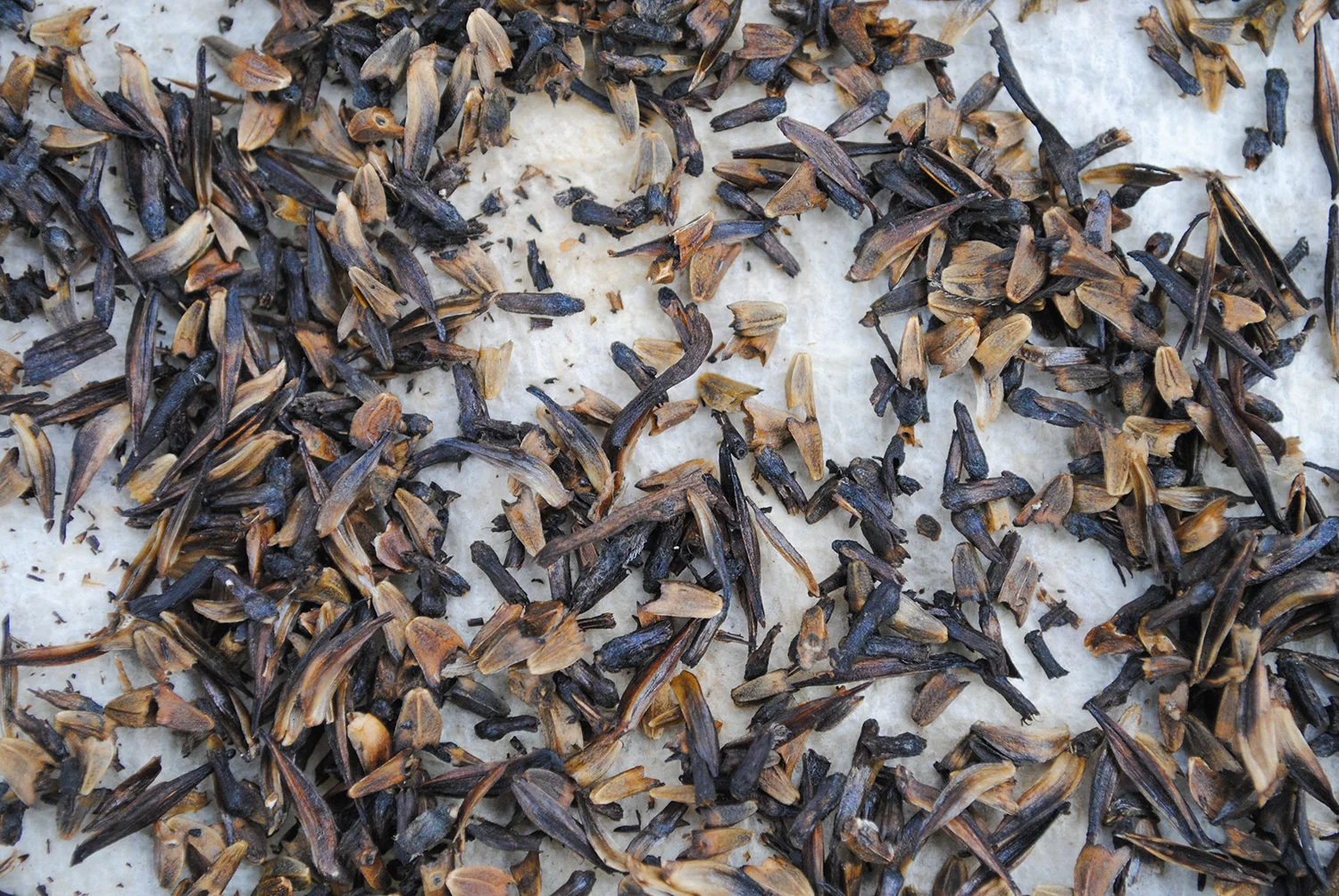 Echinacea sanguinea seed were mixed in with parts of the flower head. I decided to stratify them together and pull the seeds out when sowing.