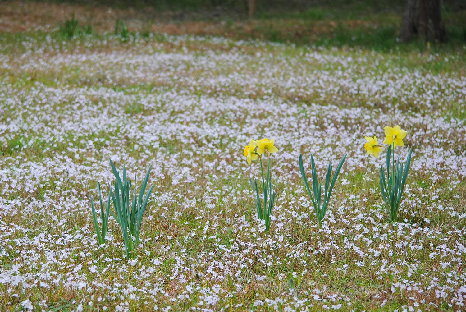 Claytonia virginica in full bloom gives the appearance of snow. I had plugged some Narcissus in this area earlier this fall, but I plan to relocate them. The yellow is too saturated for the pink tint of spring beauty.