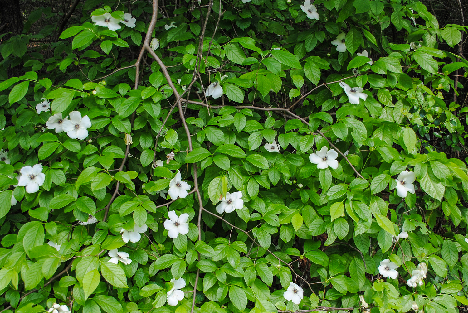 Here I’m shooting down at this hanging branch on Stewartia malacodendron .