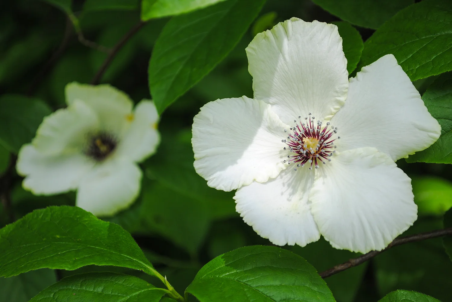 The ruffled petal edges on Stewartia malacodendron .