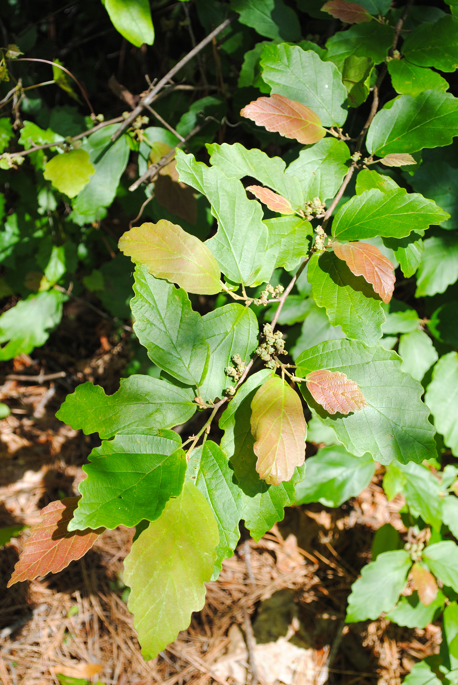 The red-colored pigments in the emerging foliage on this Hamamelis vernalis likely provide protection from sunlight.