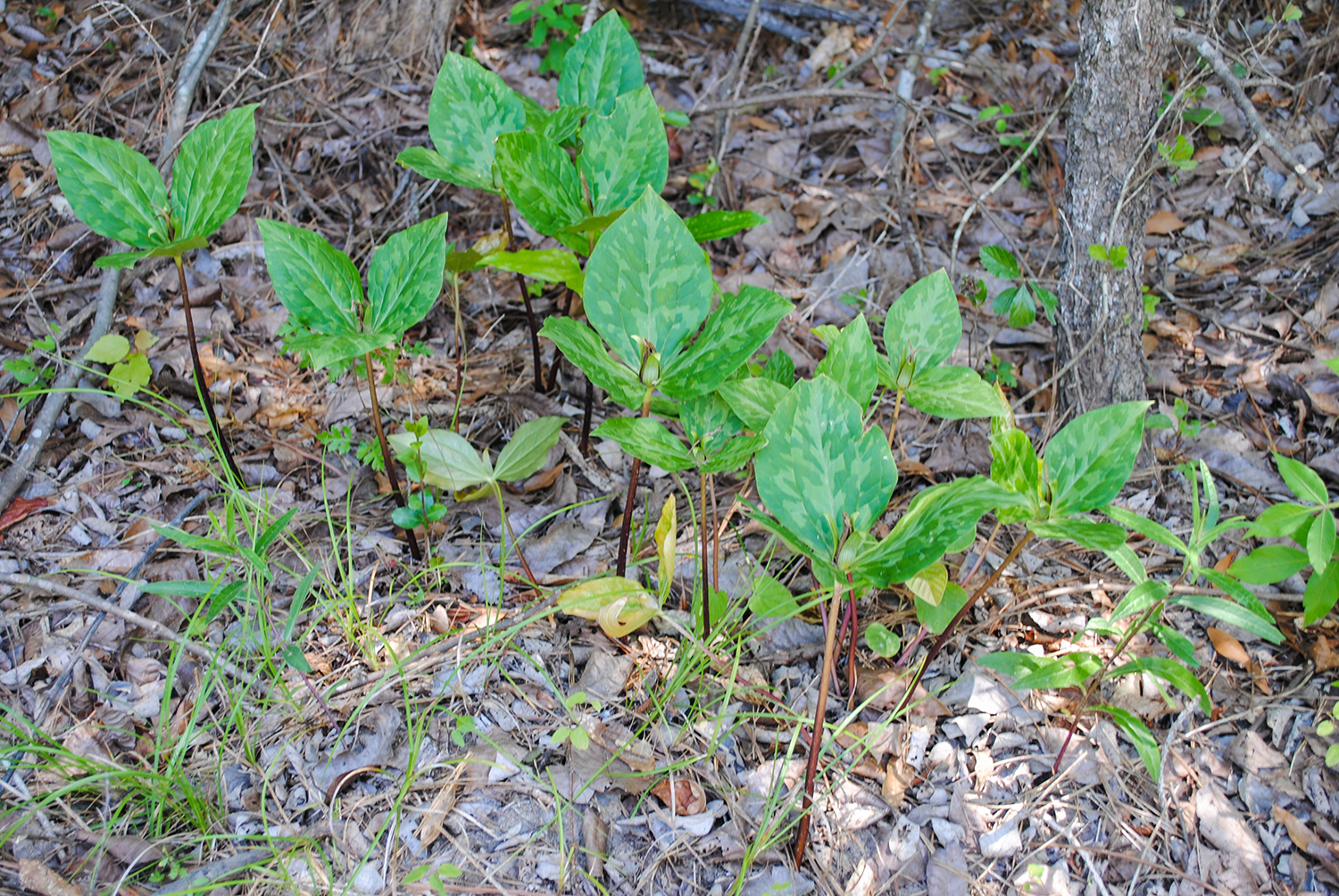 Trillium ludovicianum a bit past prime bloom but a spectacular find!
