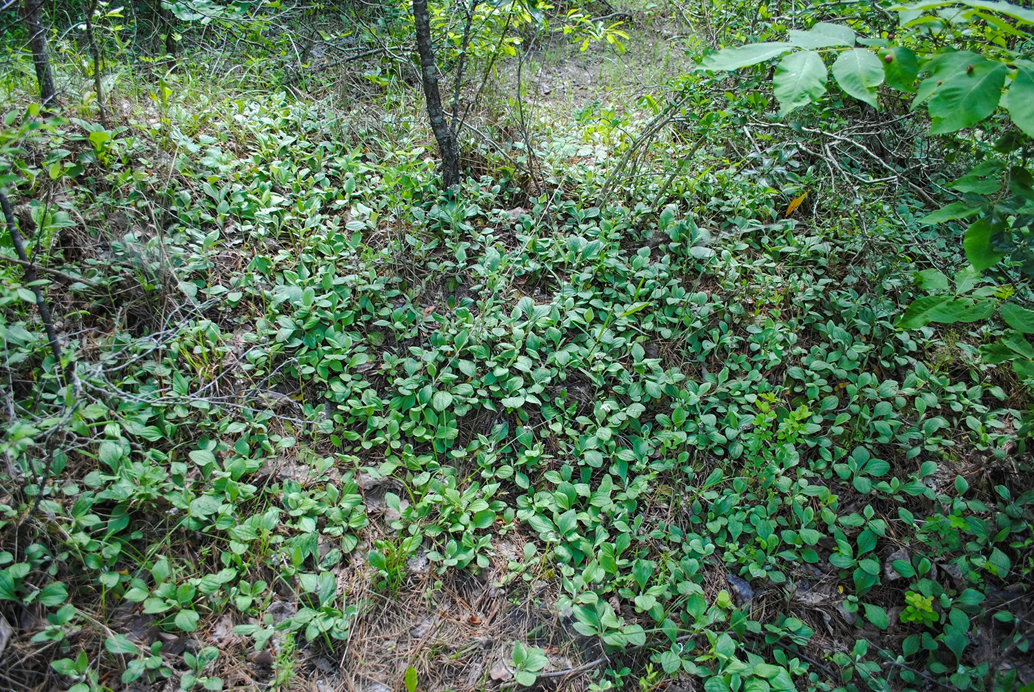 2019-0507-014 Antennaria parlinii-LRPS.jpeg