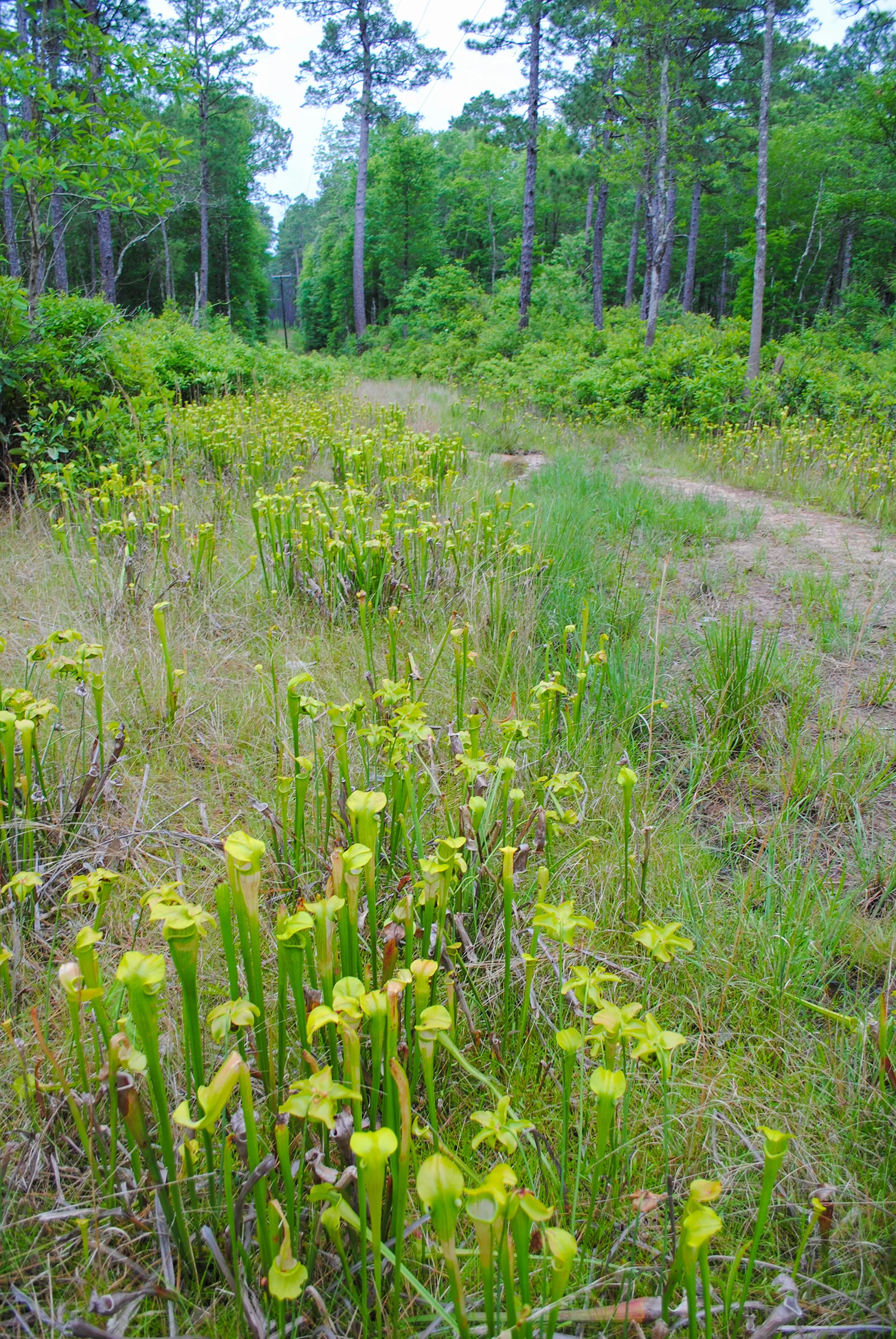 Sarracenia alata growing well on either side of the path. On the right you can see where some erosion has occurred.