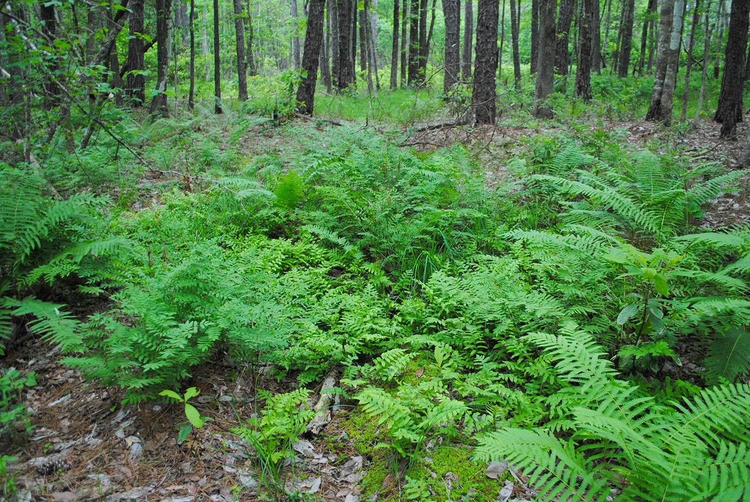 So much green in this fernery!