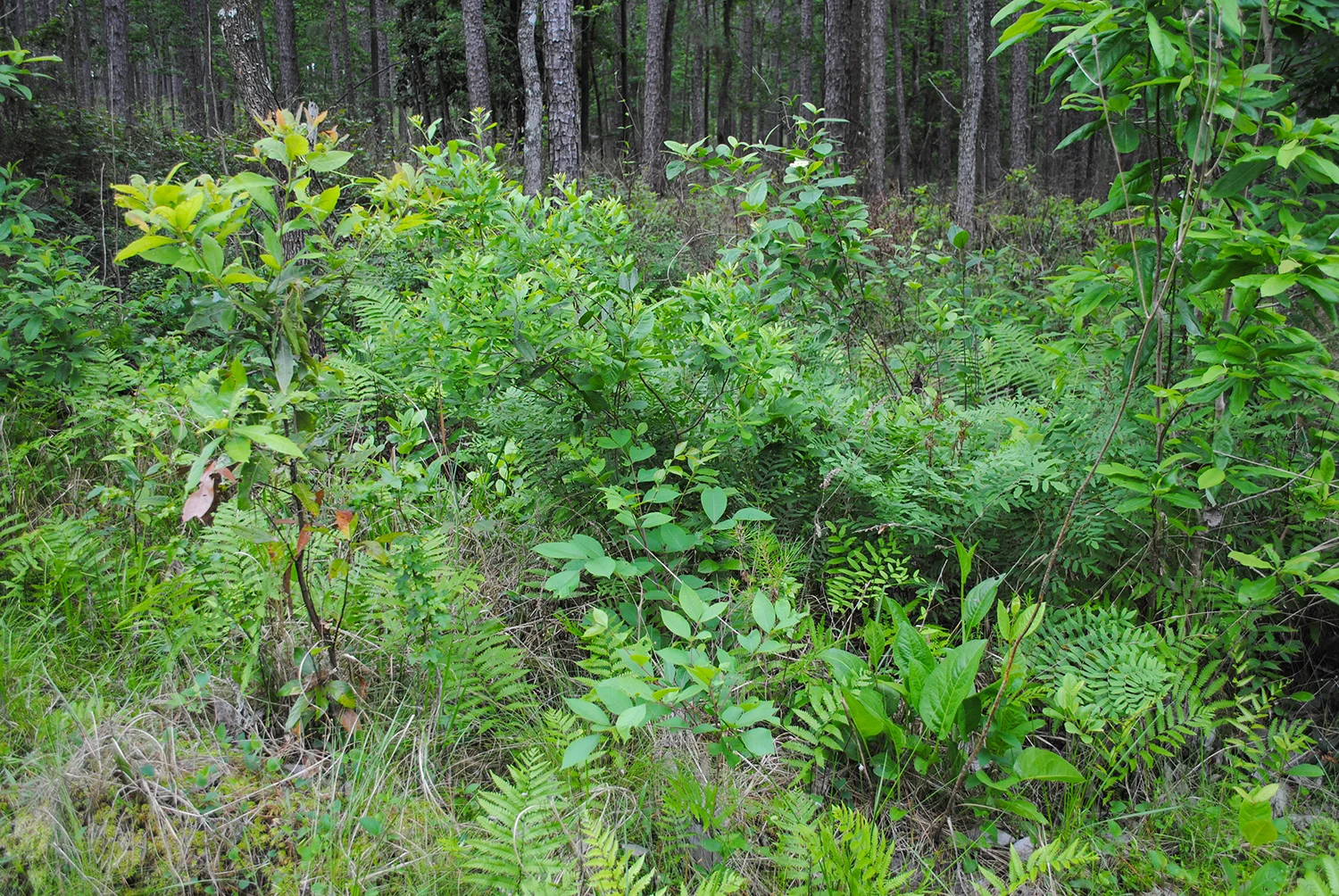 Rudbeckia scabrifolia is in the right corner of this photo. You can see last year’s inflorescence still standing.