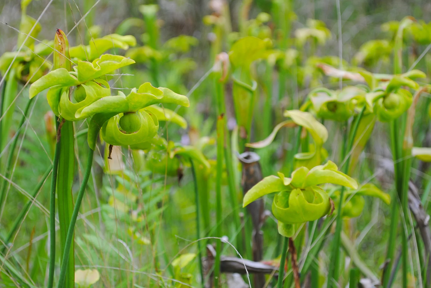 Bogs and Baygalls
