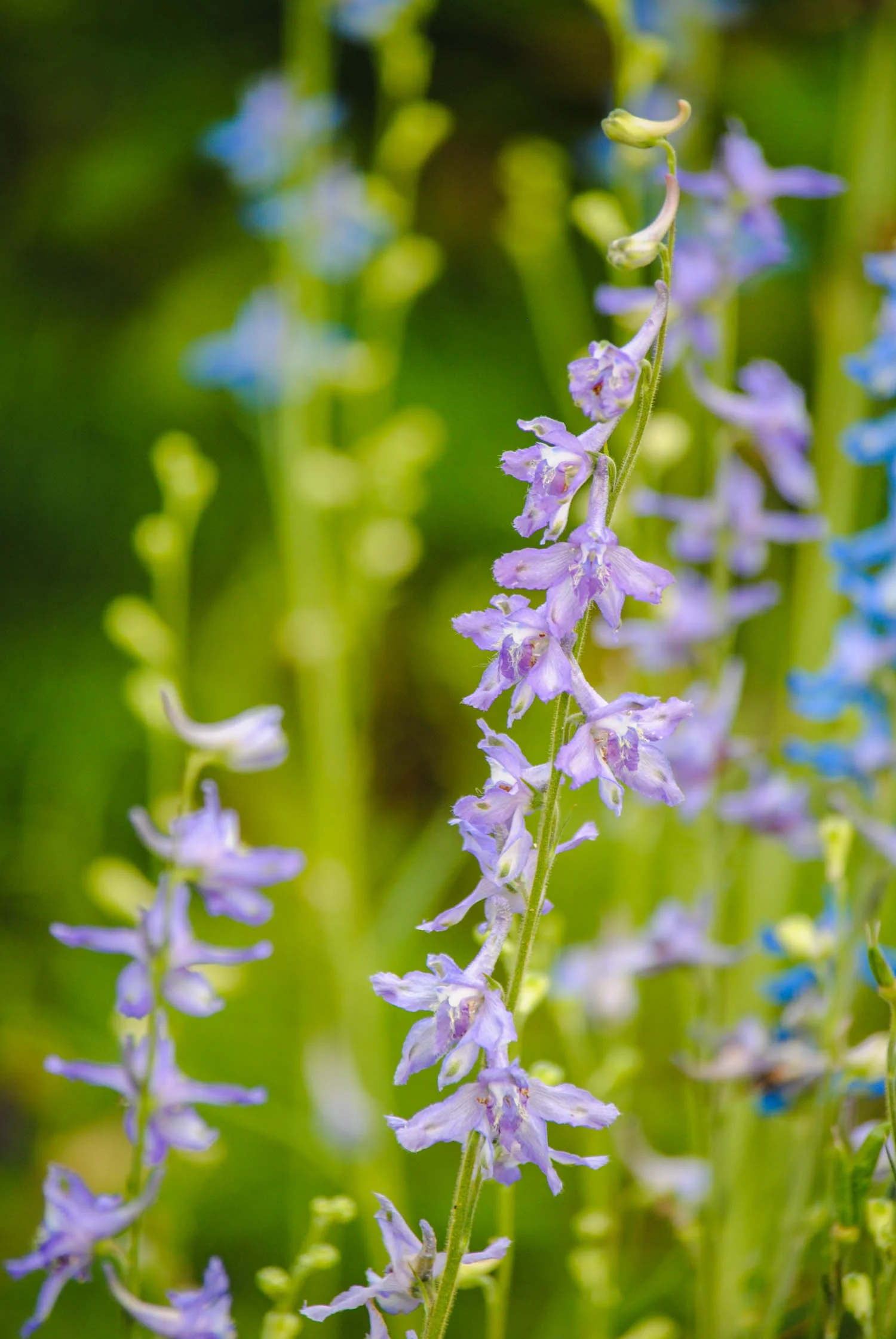 soft purple, …