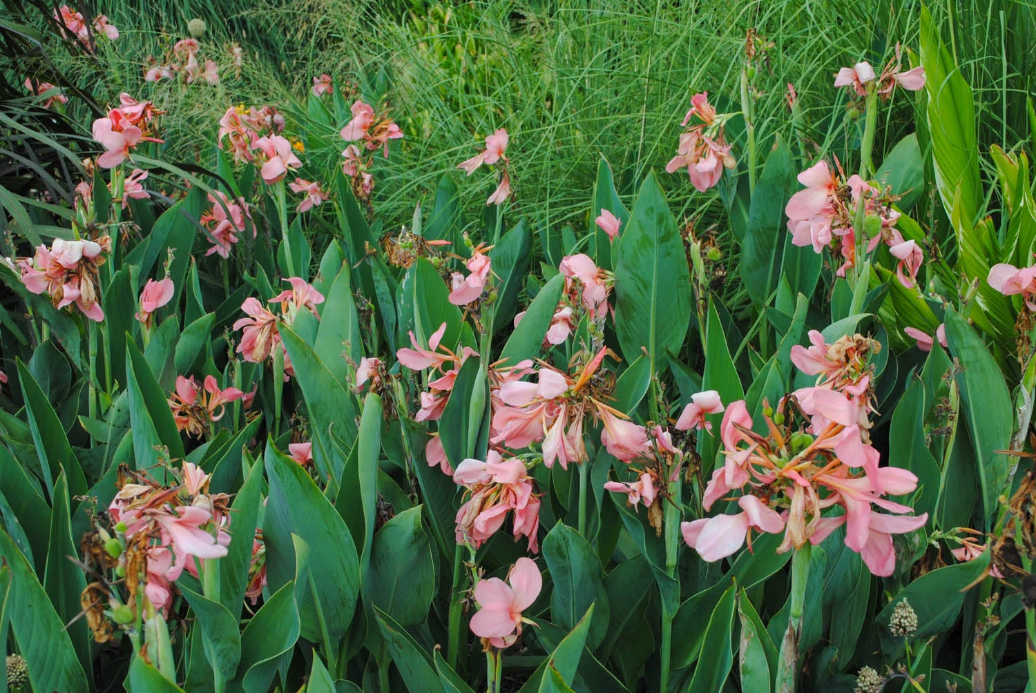 Canna ‘Thai One On’ looking pretty in pink.