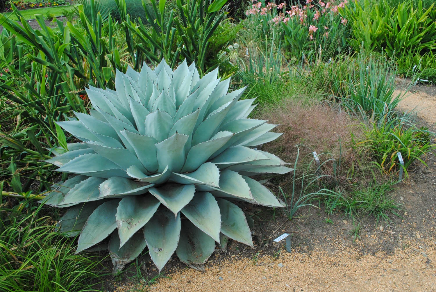 Agave ovatifolia ‘Frosty Blue’ has such bold texture for the landscape.