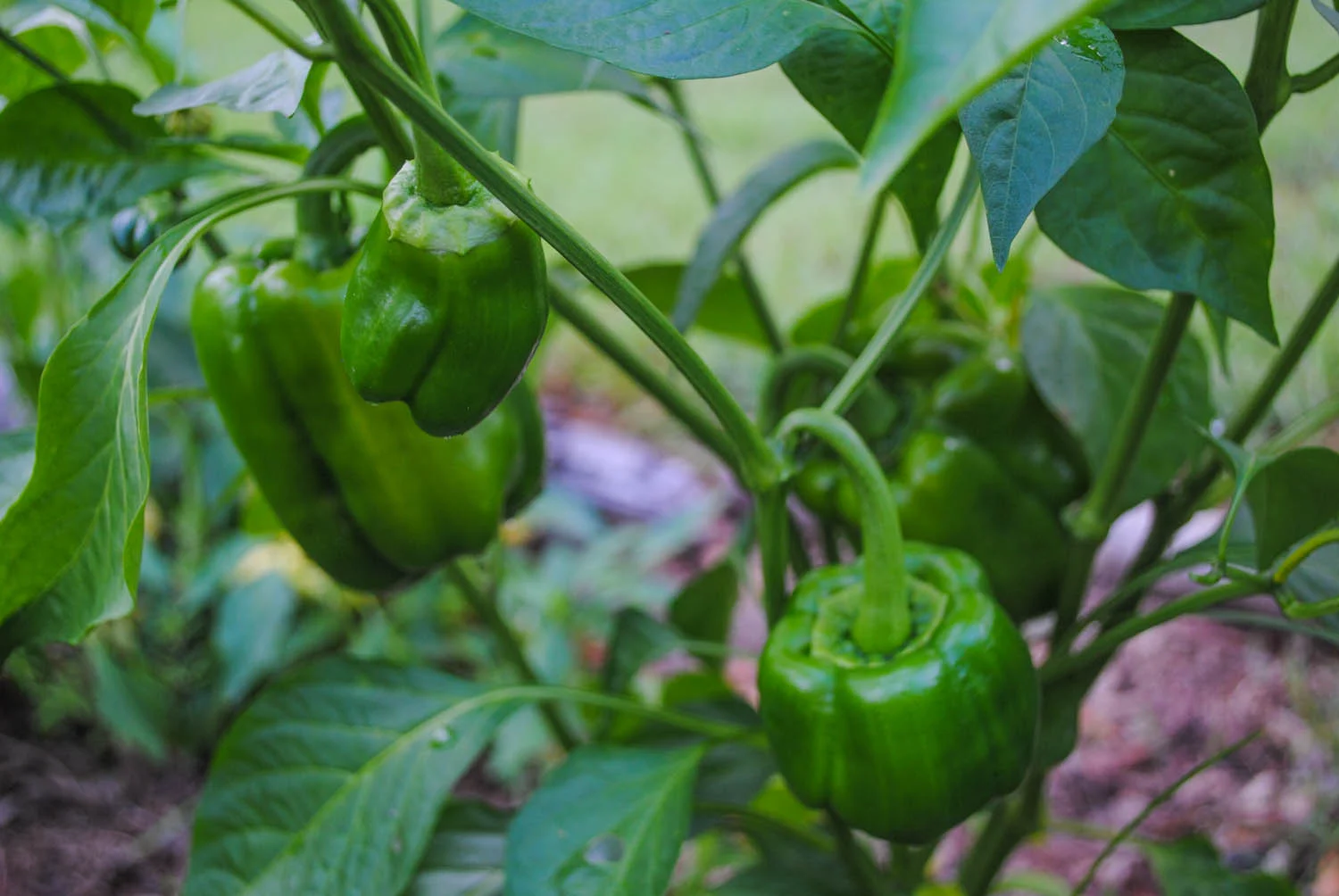 There’s still more ‘Antebellum’ peppers to come!