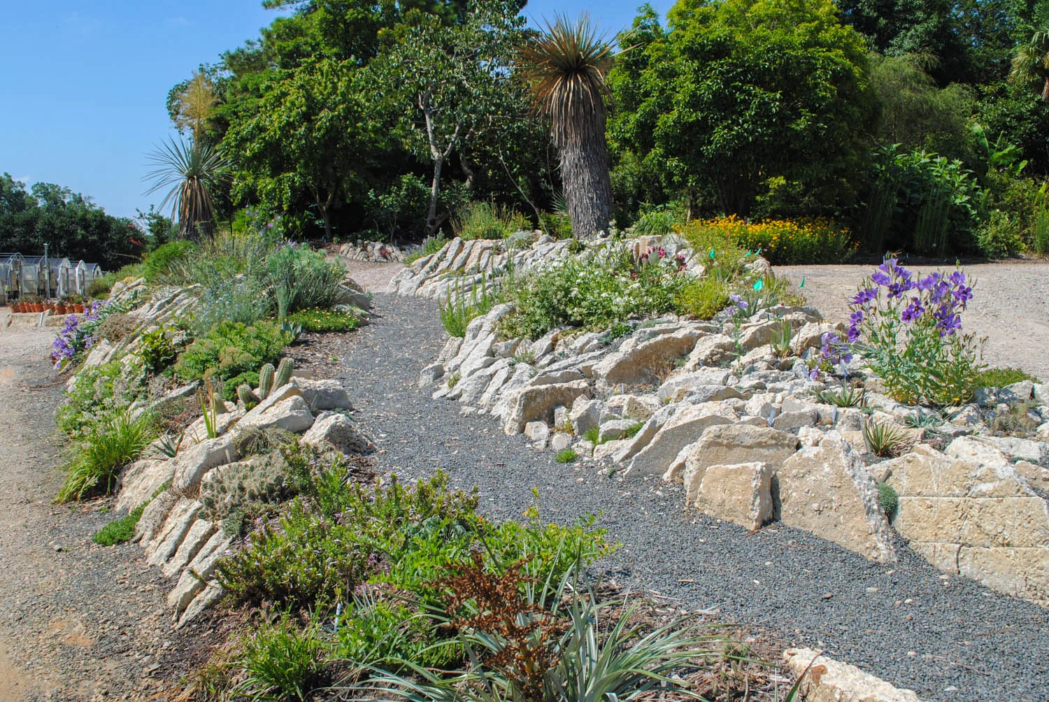 I was surprised by the color in the crevice garden in July. I feel like other rock gardens sometimes bake in the southeast during the height of summer. If memory serves me right, the purple is a Eustoma.