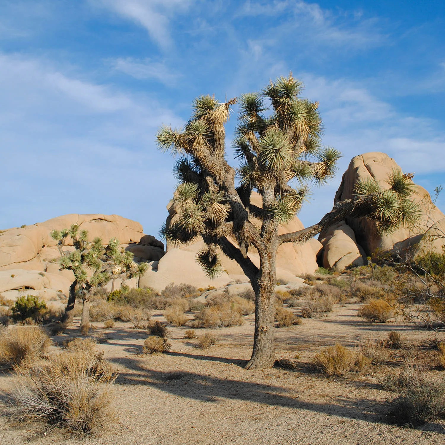 Reminiscing on Joshua Tree