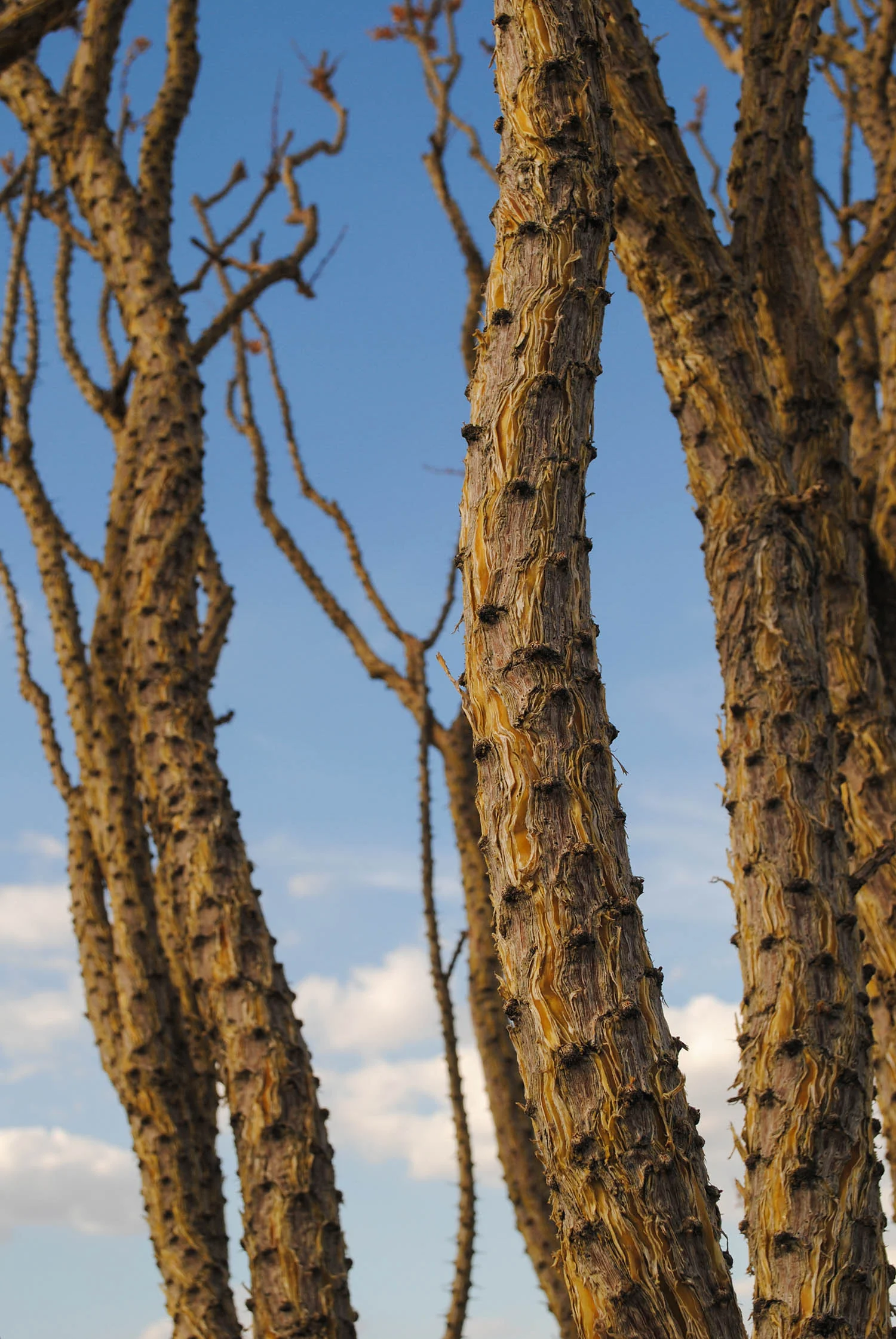 A close up of the cracked ocotillo branches