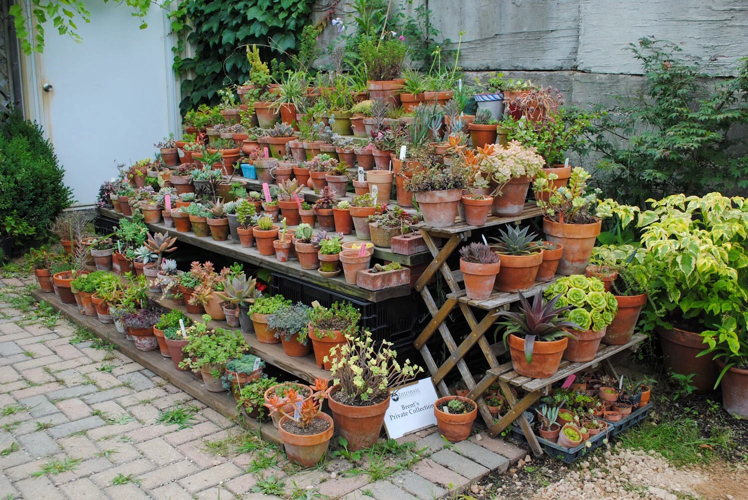 Brent’s collection of succulents at Intrinsic Perennial Gardens.